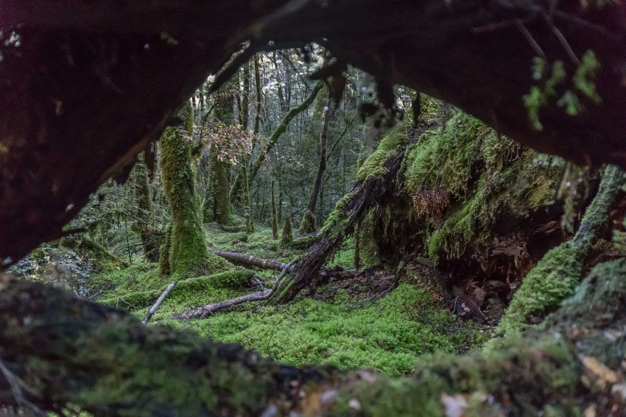 811 photos of Mossy Forest