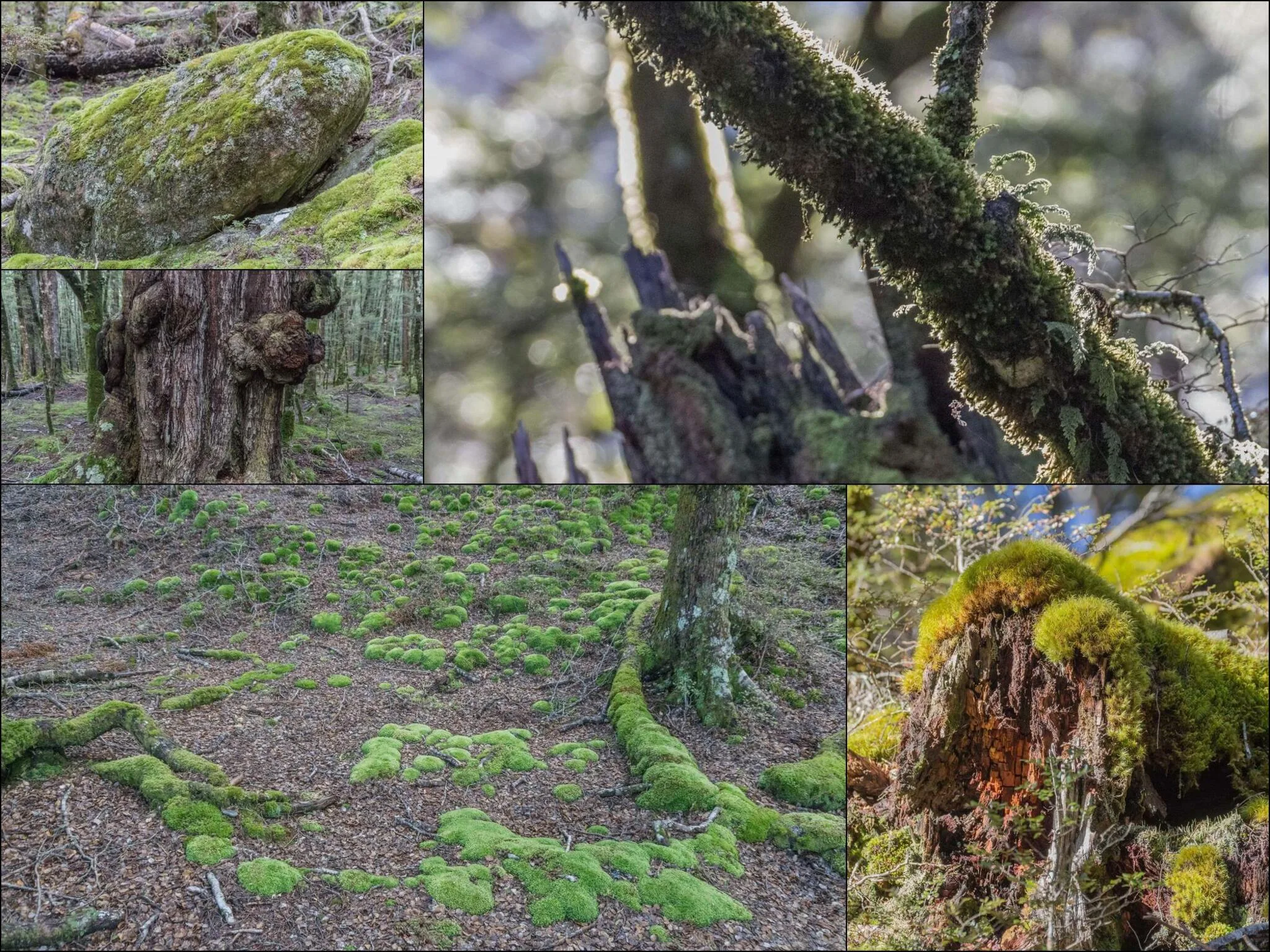 811 photos of Mossy Forest