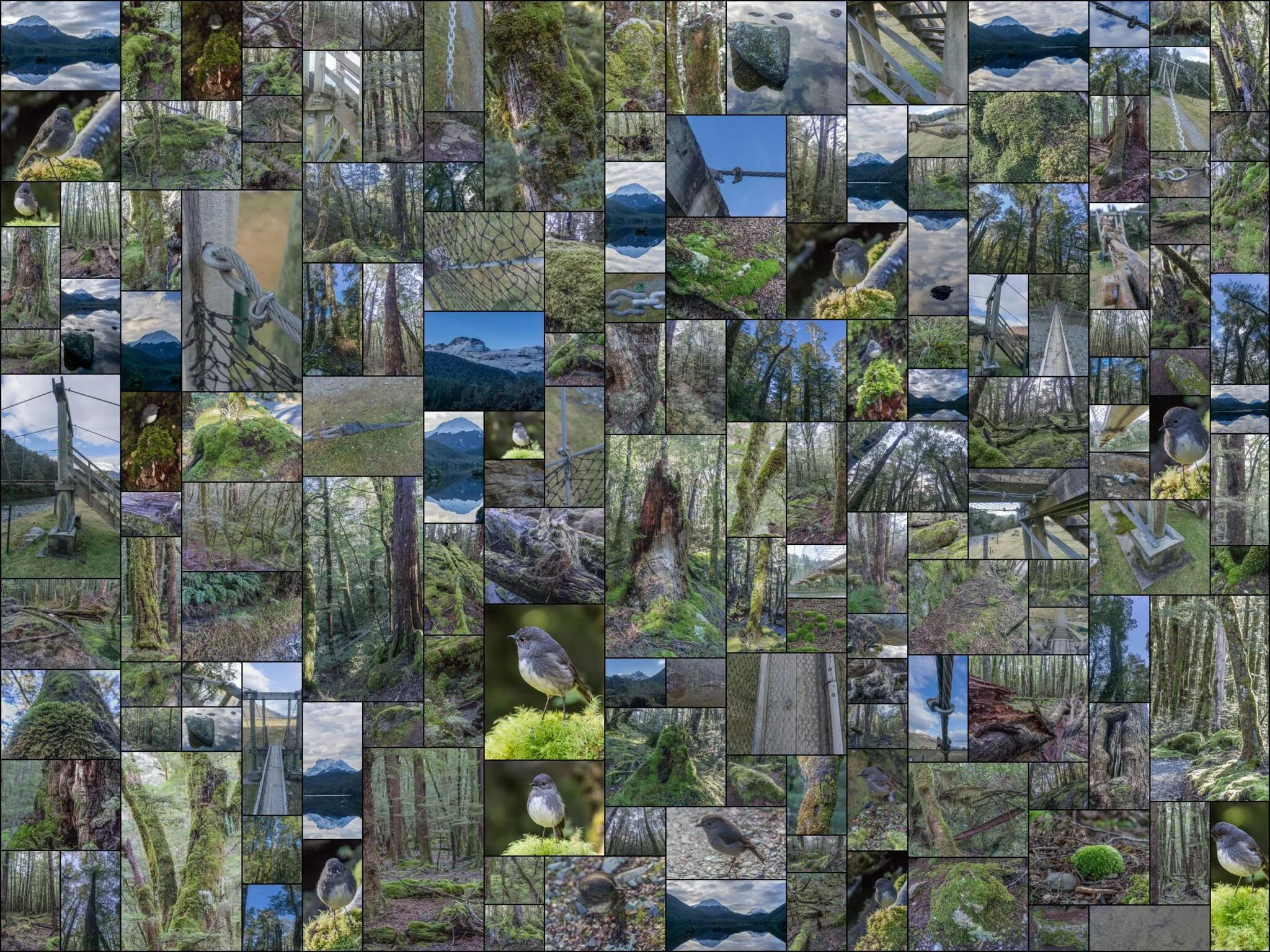 811 photos of Mossy Forest