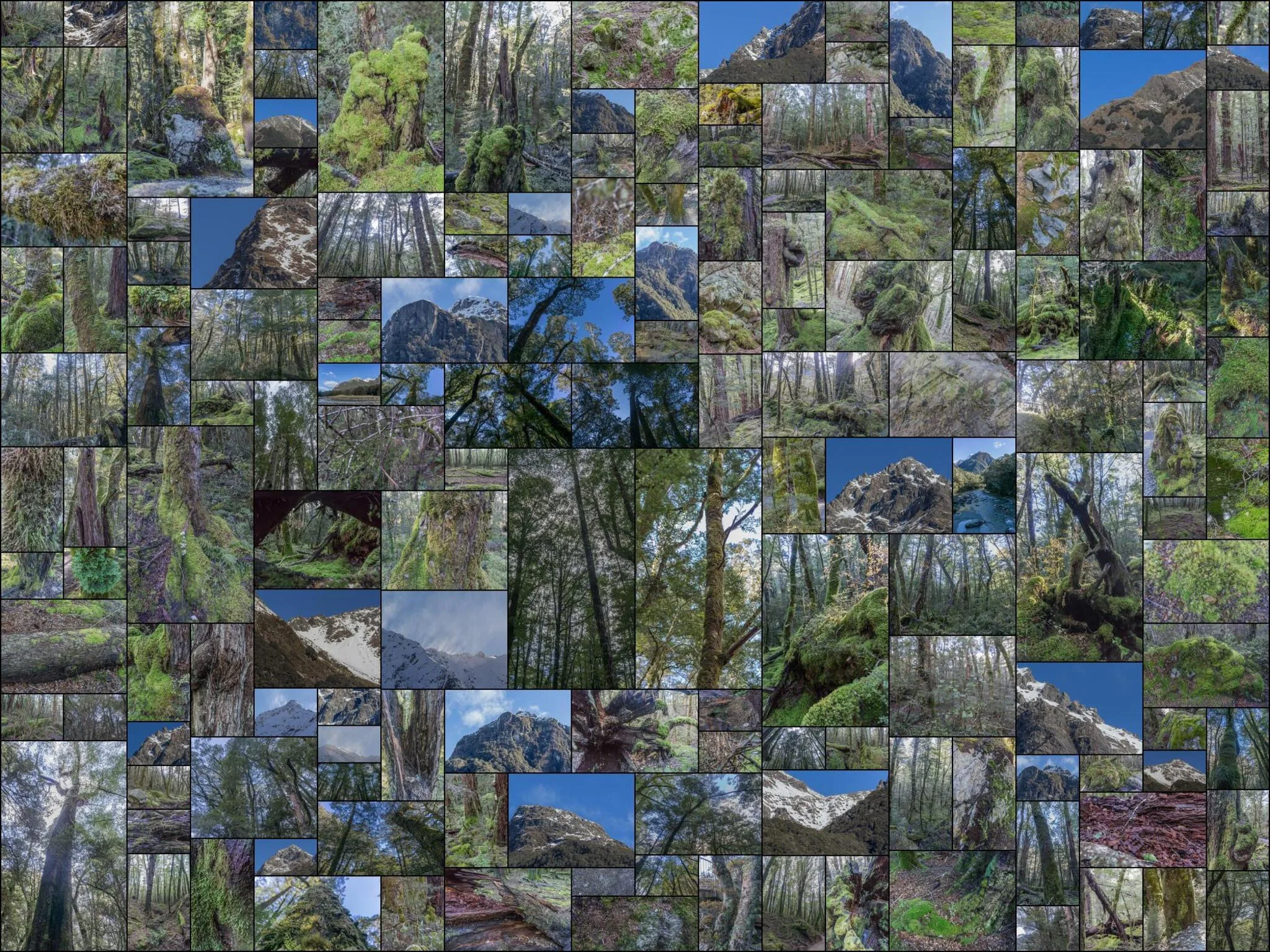 811 photos of Mossy Forest