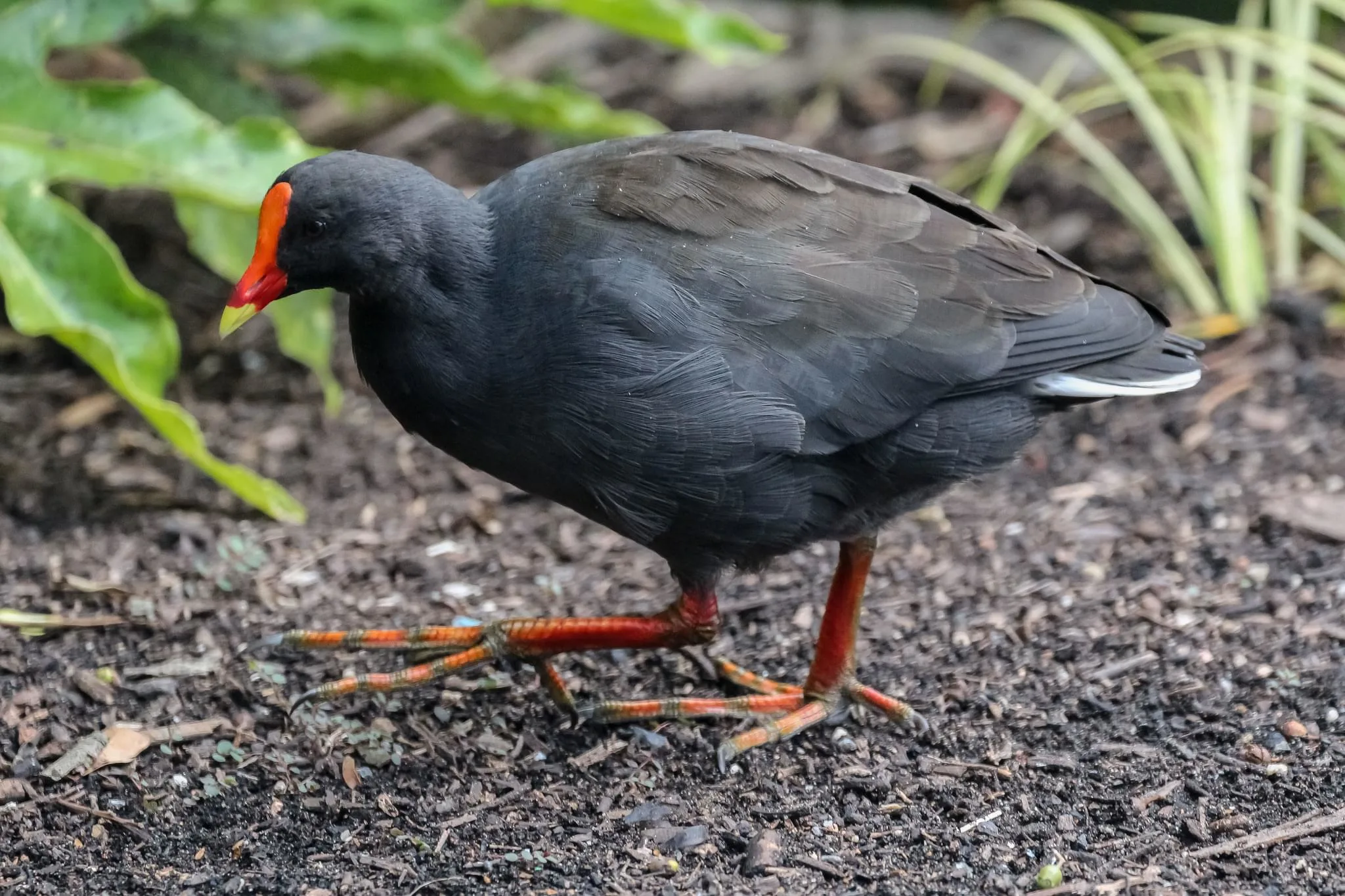 66 photos of Dusky Moorhen