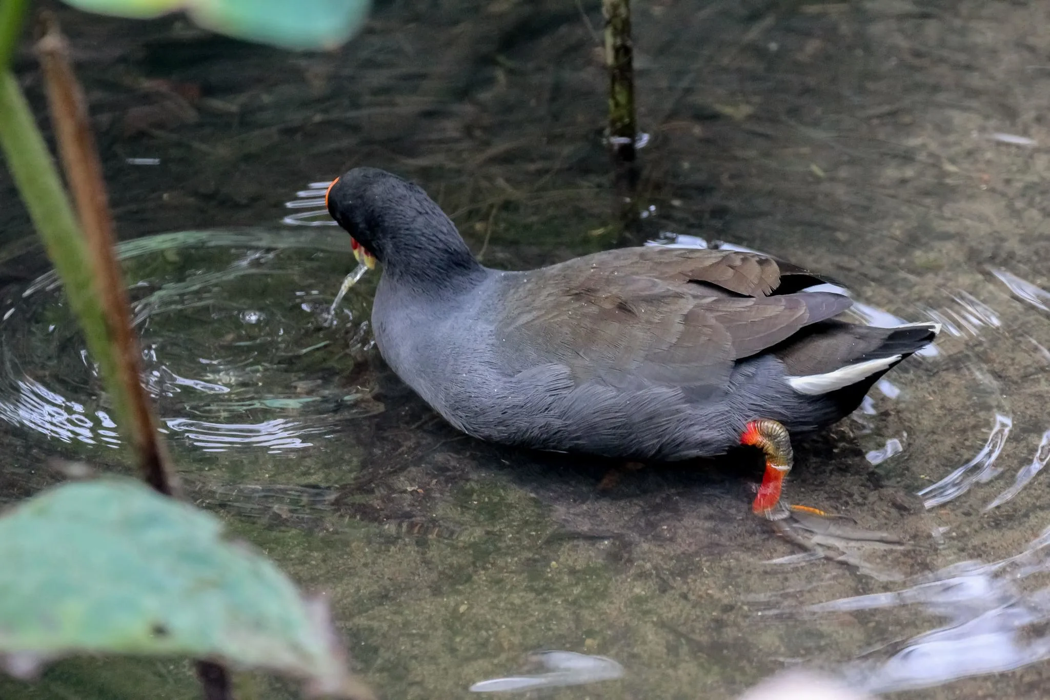 66 photos of Dusky Moorhen