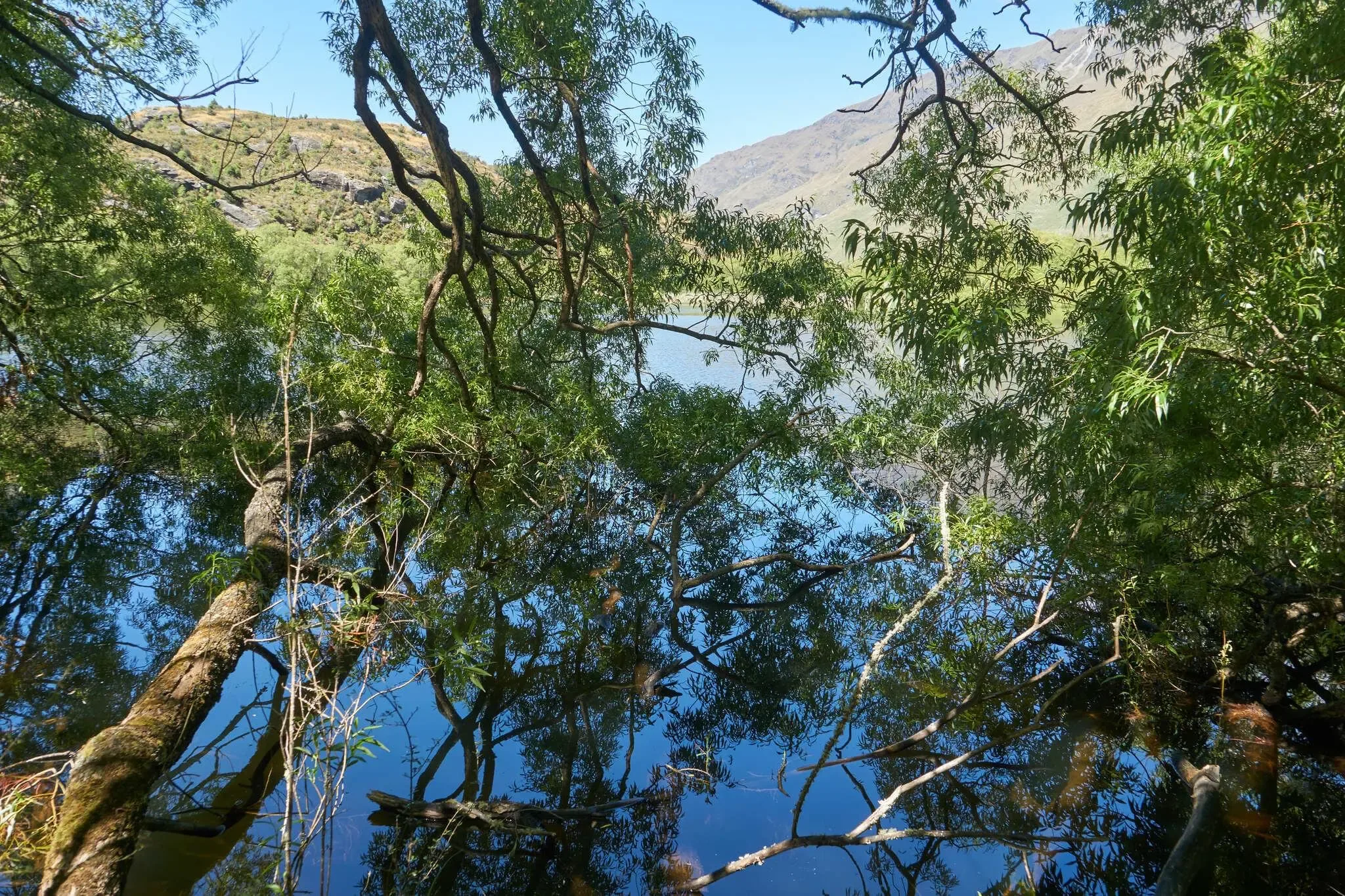 105 photos of Lake Leaning Sinking Trees