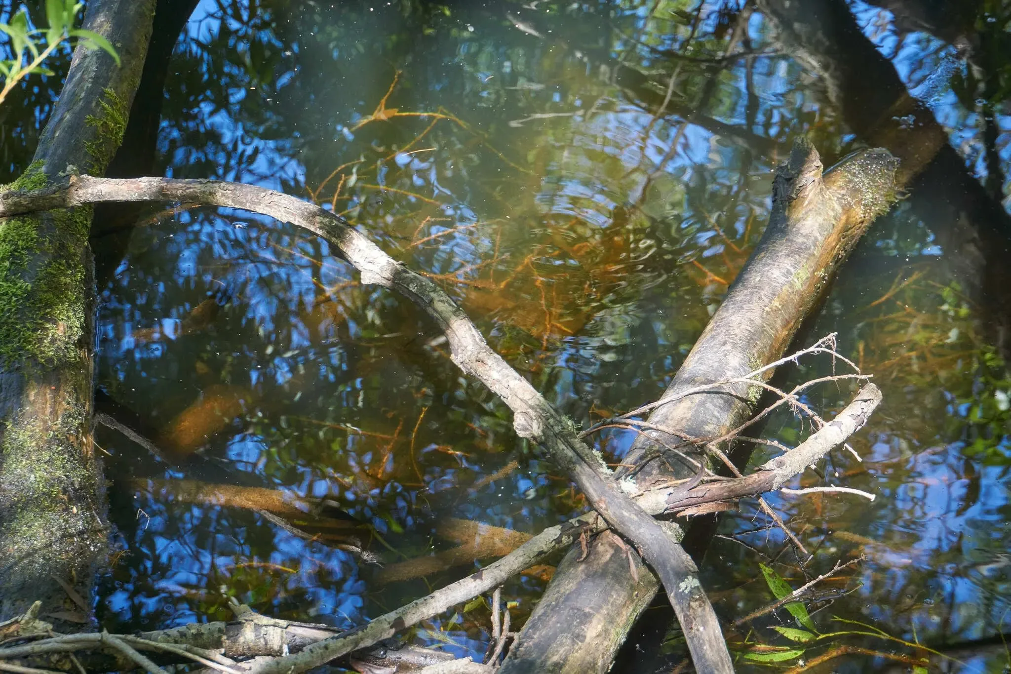 105 photos of Lake Leaning Sinking Trees