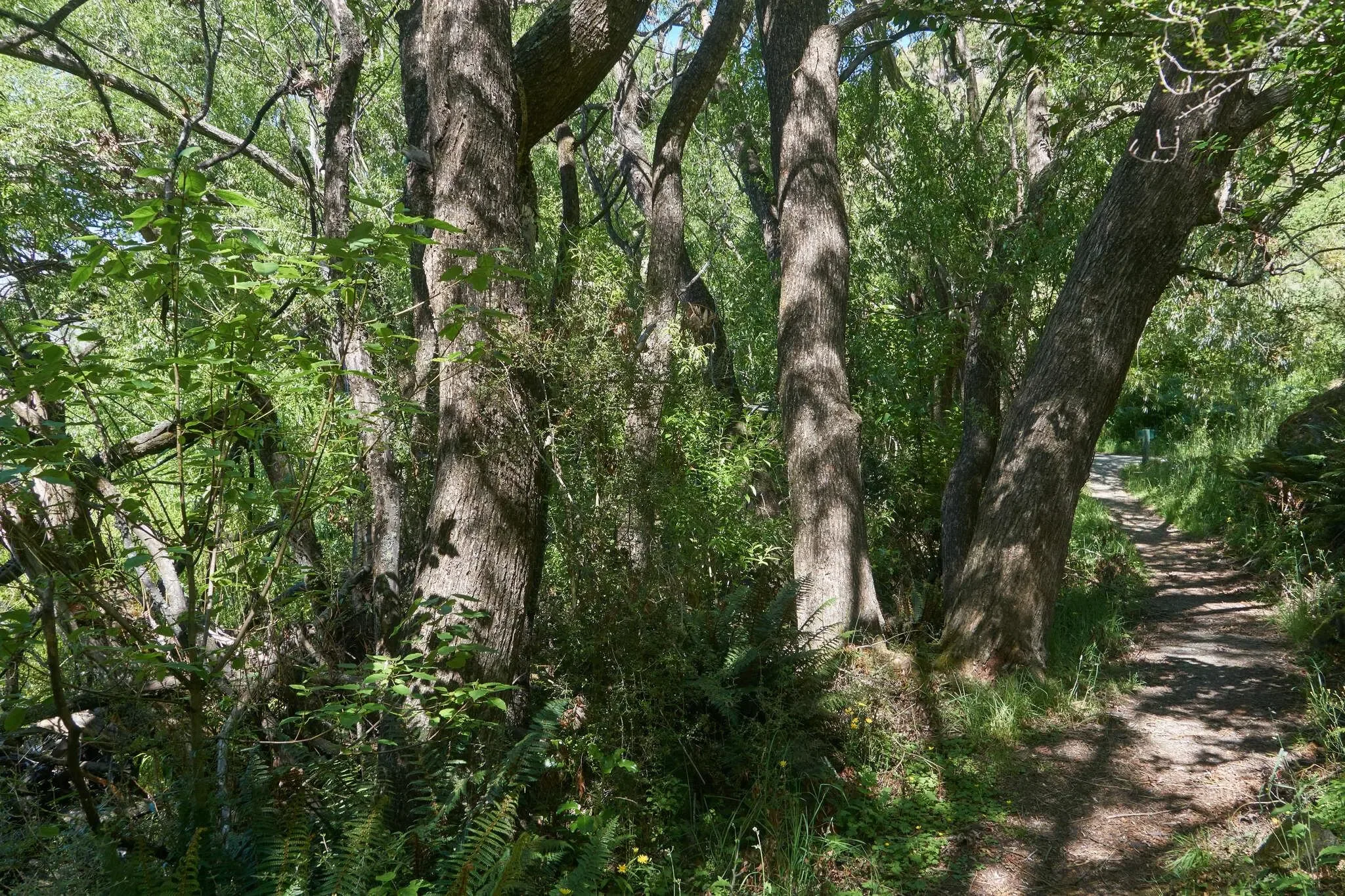 105 photos of Lake Leaning Sinking Trees