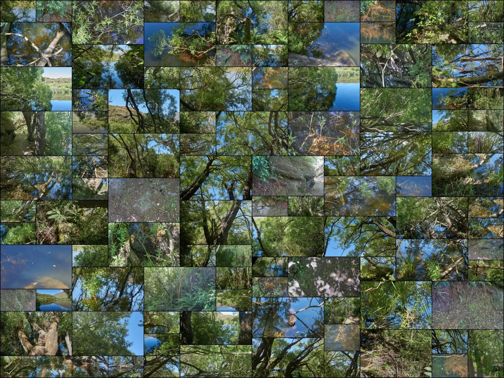 105 photos of Lake Leaning Sinking Trees