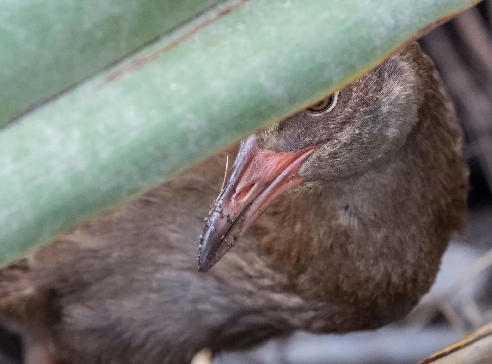 139 photos of Weka Bird