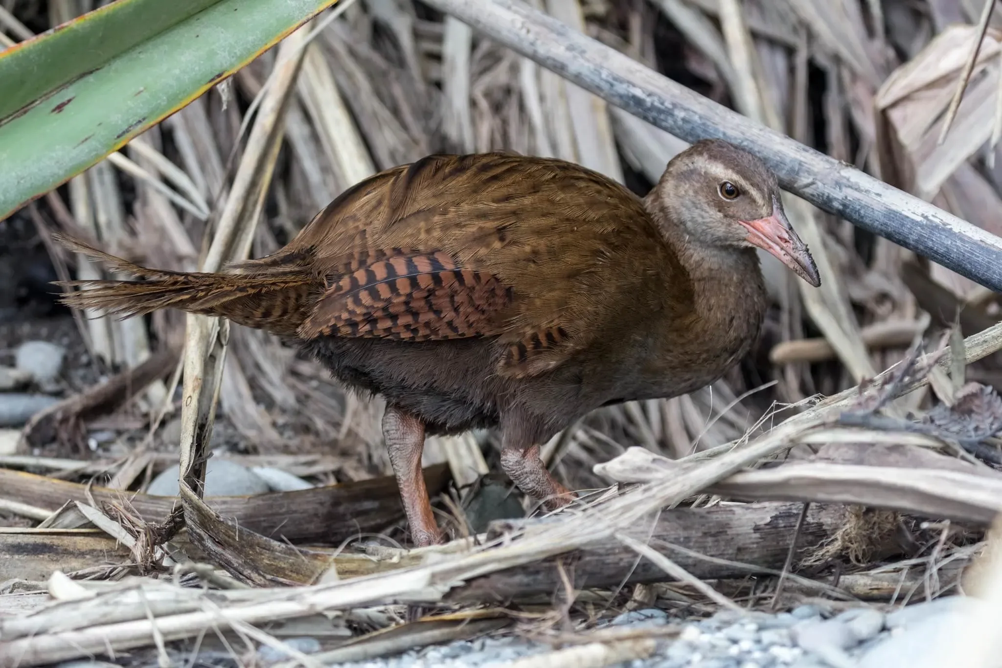 139 photos of Weka Bird