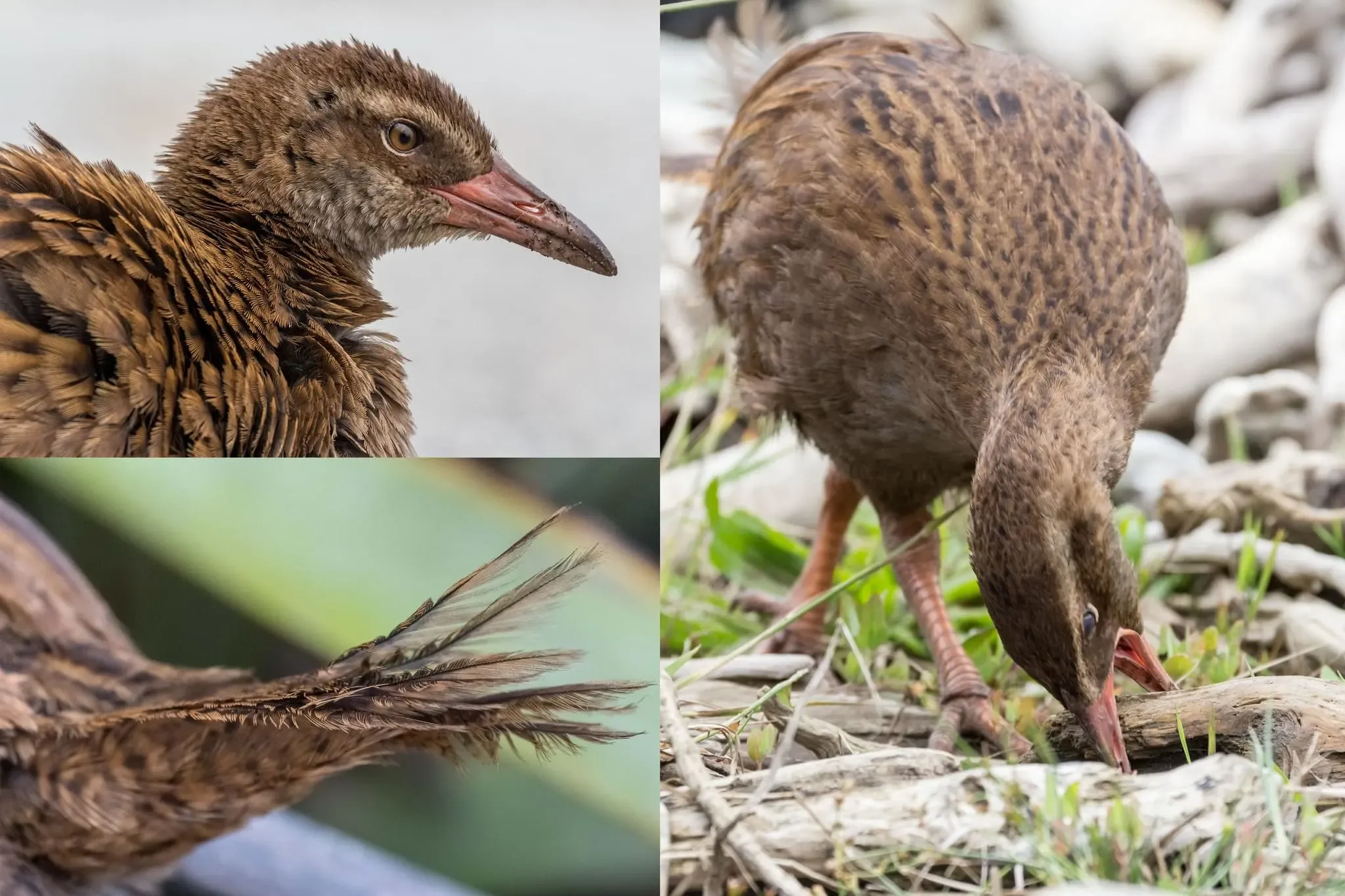 139 photos of Weka Bird