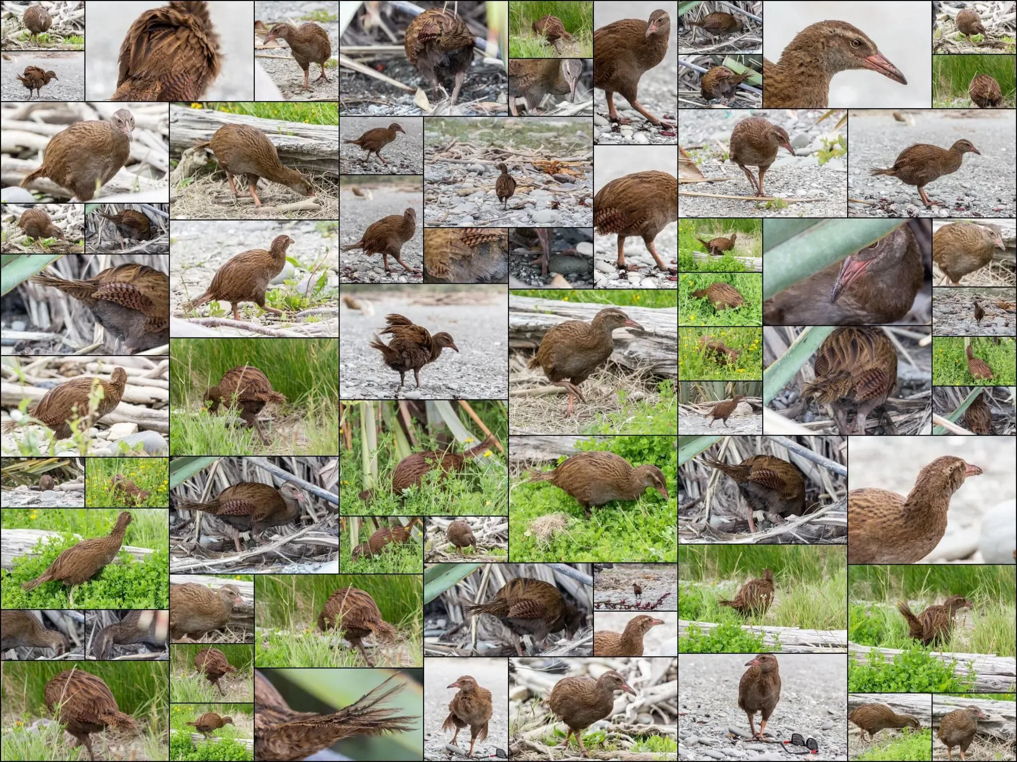 139 photos of Weka Bird