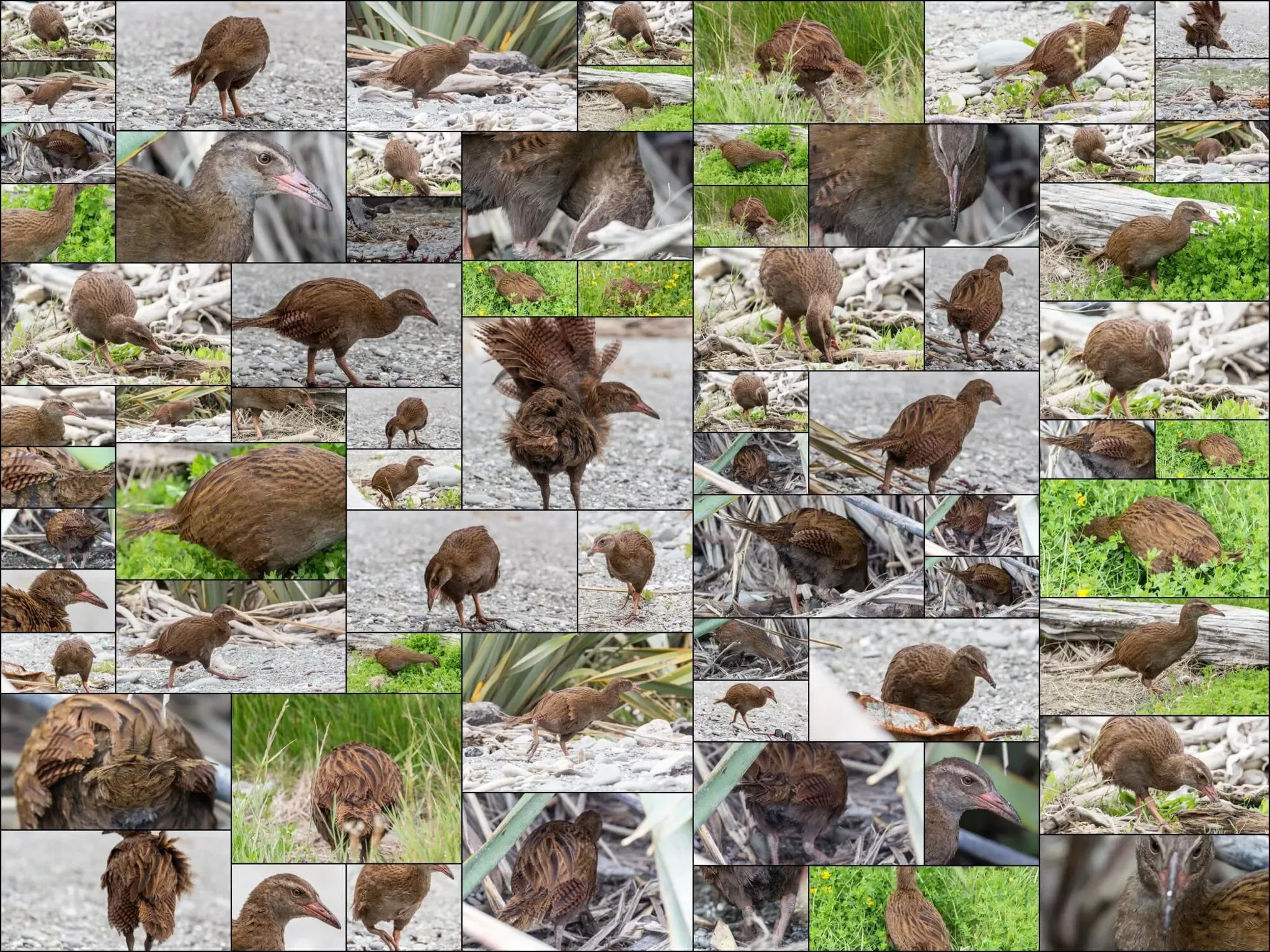 139 photos of Weka Bird