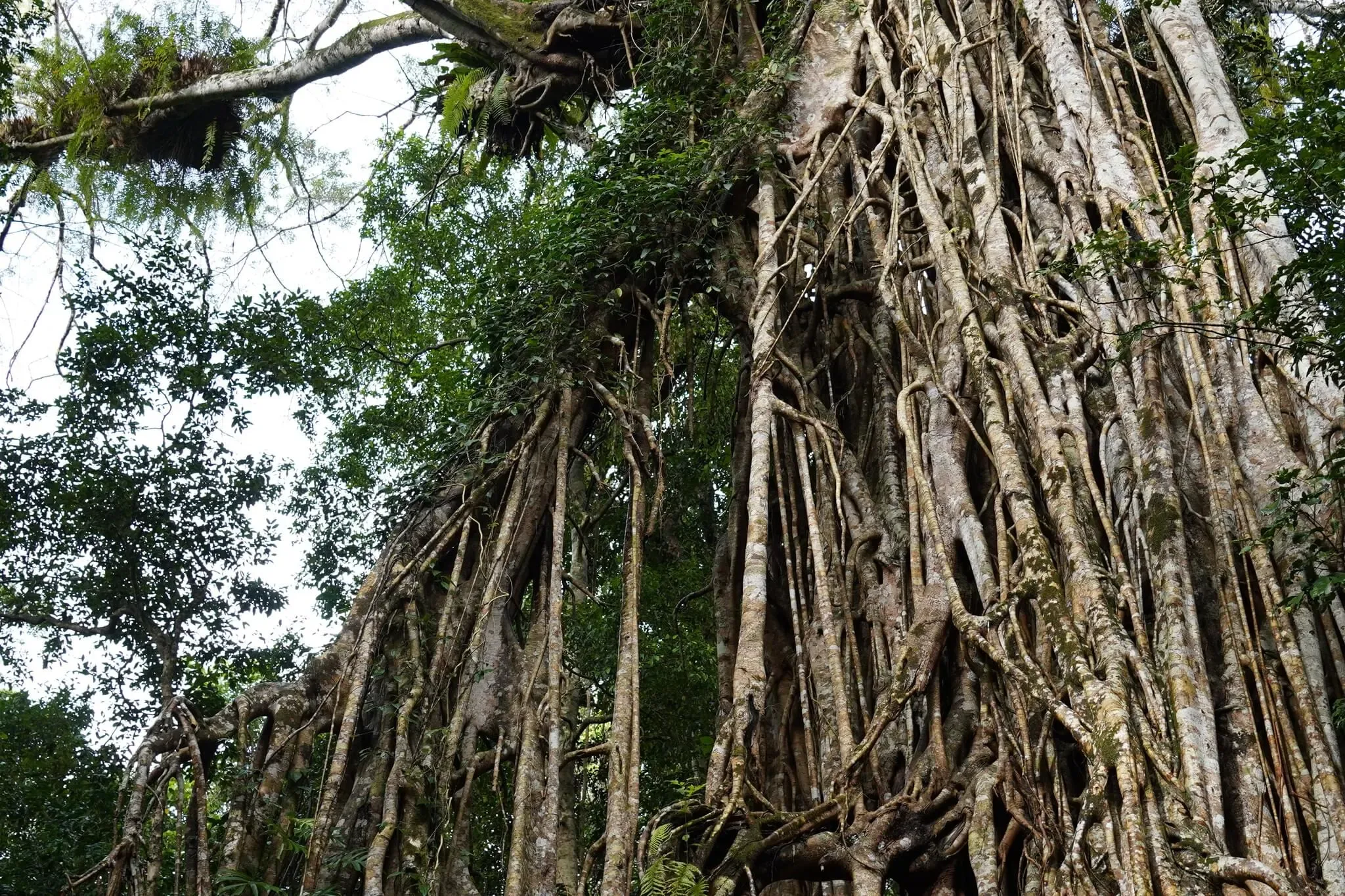 386 photos of Cathedral Tropical Giant Fig Tree