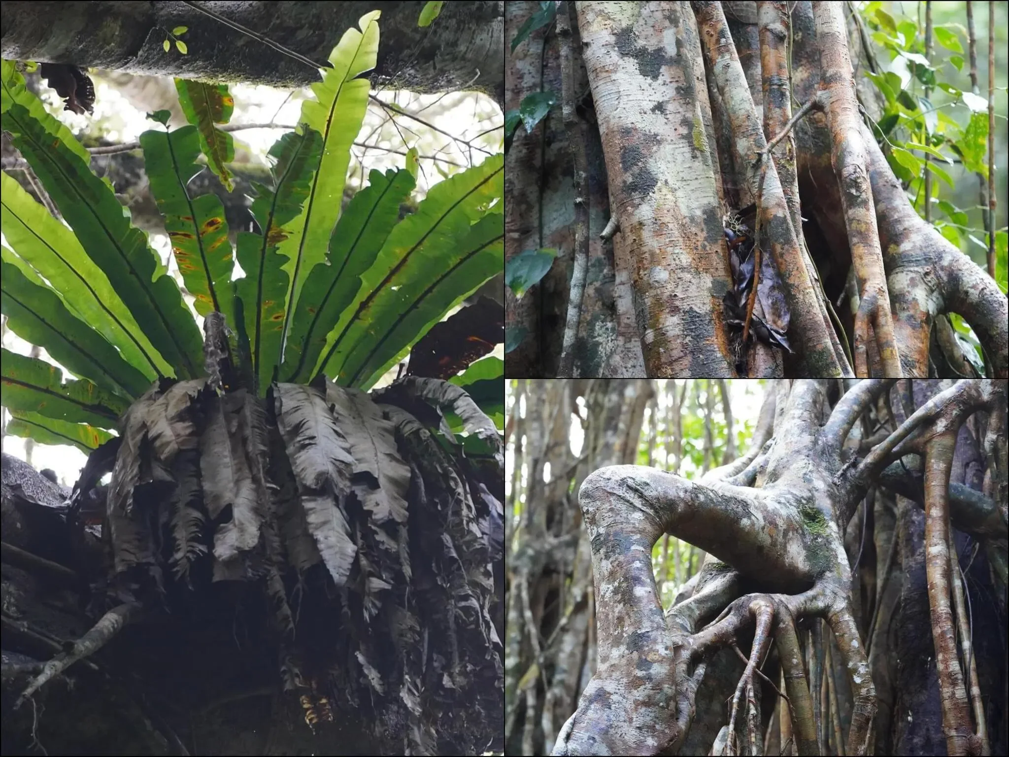 386 photos of Cathedral Tropical Giant Fig Tree