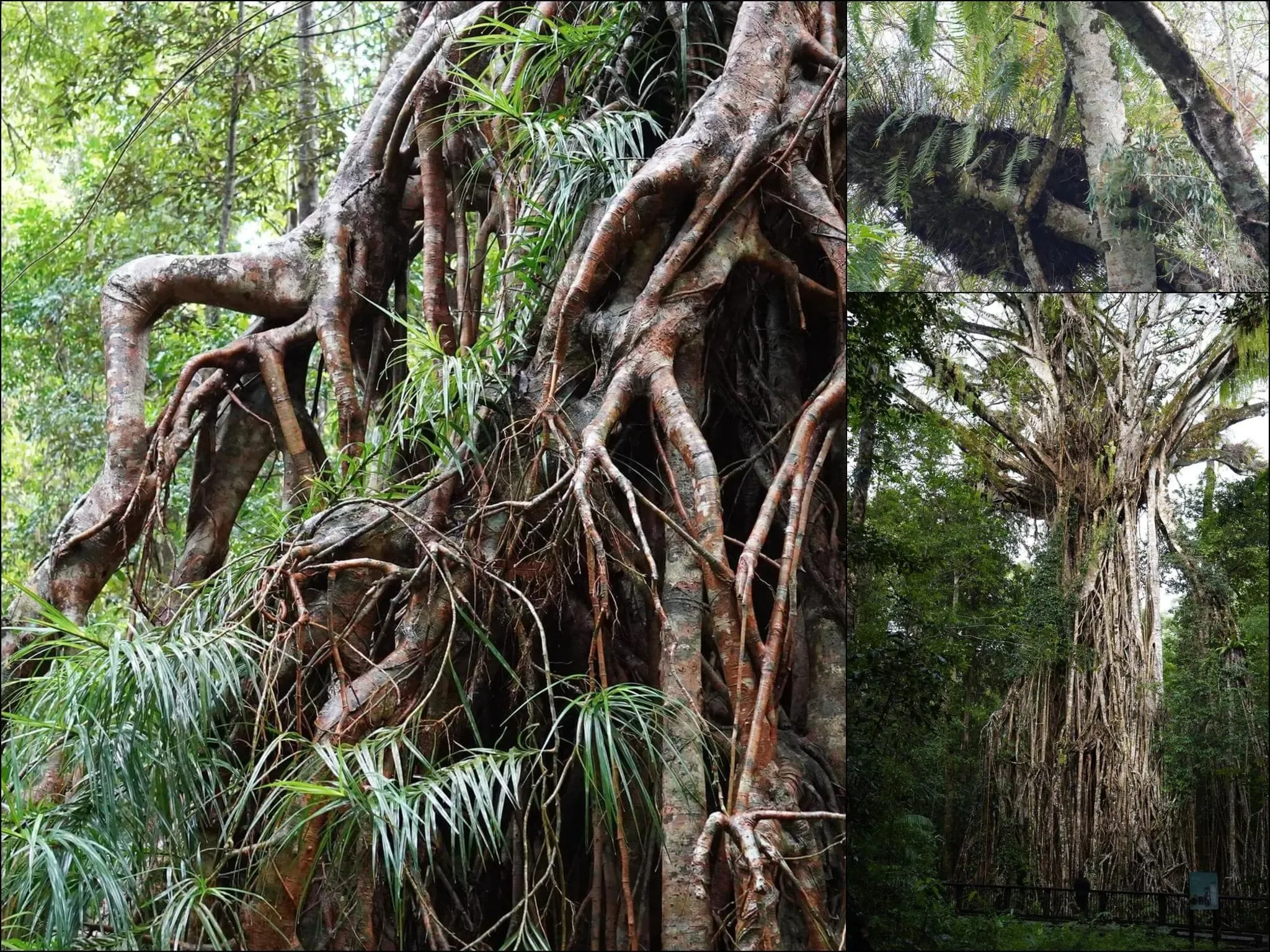 386 photos of Cathedral Tropical Giant Fig Tree