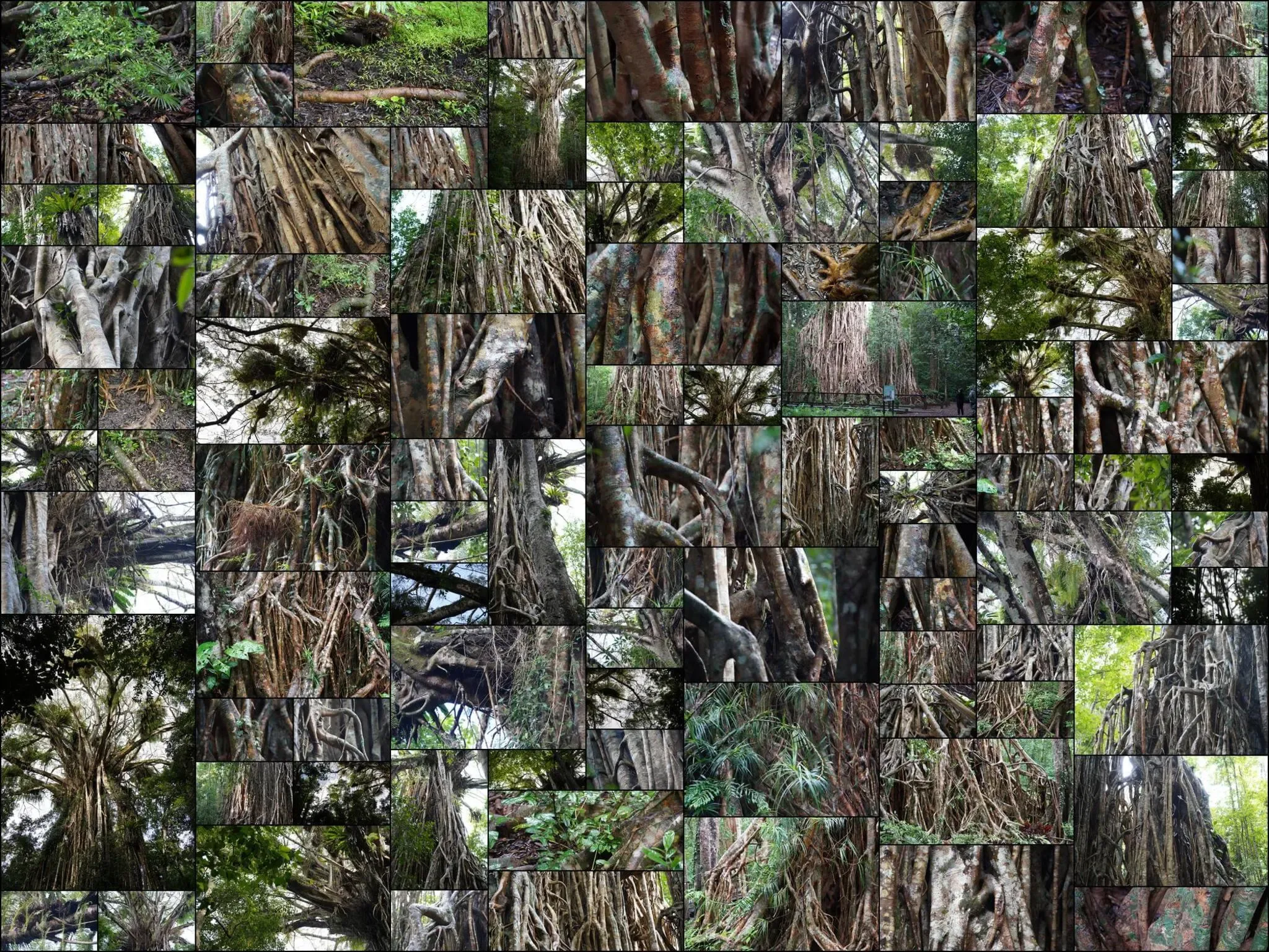 386 photos of Cathedral Tropical Giant Fig Tree