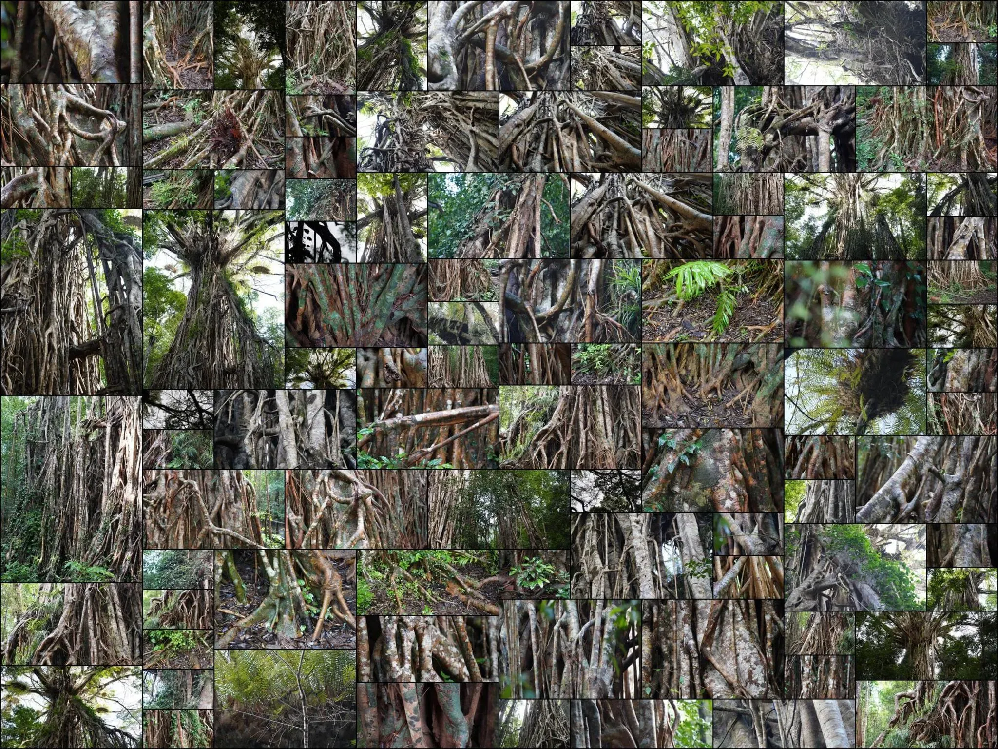 386 photos of Cathedral Tropical Giant Fig Tree