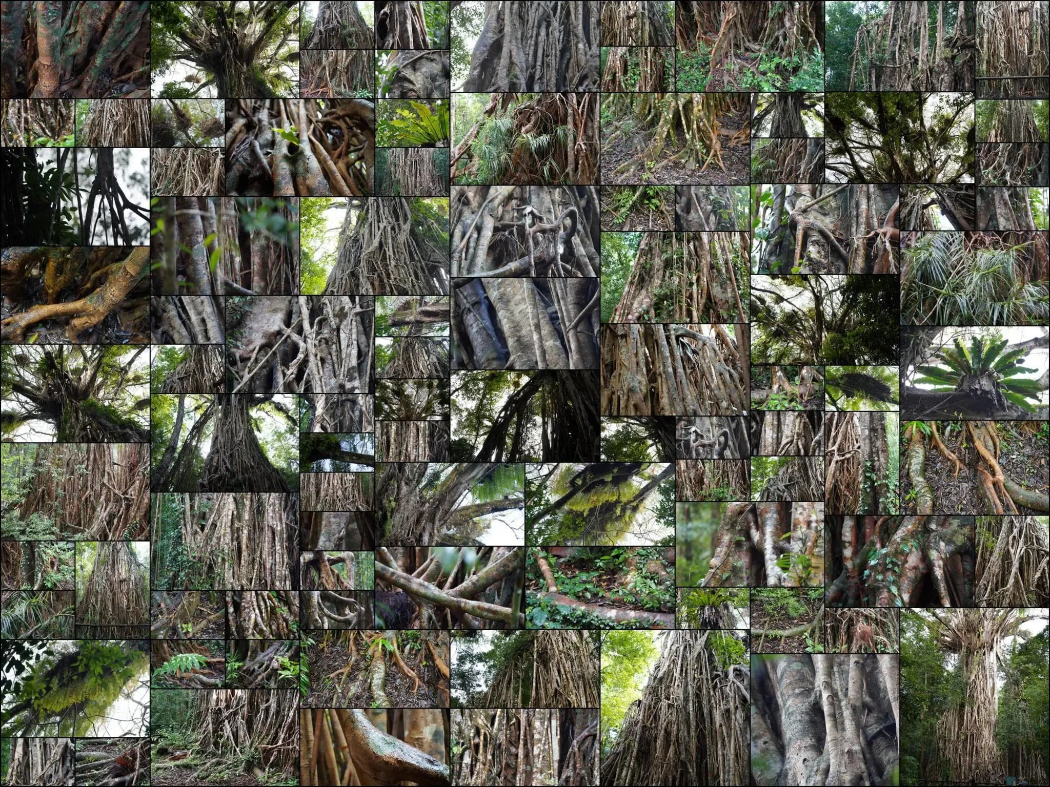 386 photos of Cathedral Tropical Giant Fig Tree