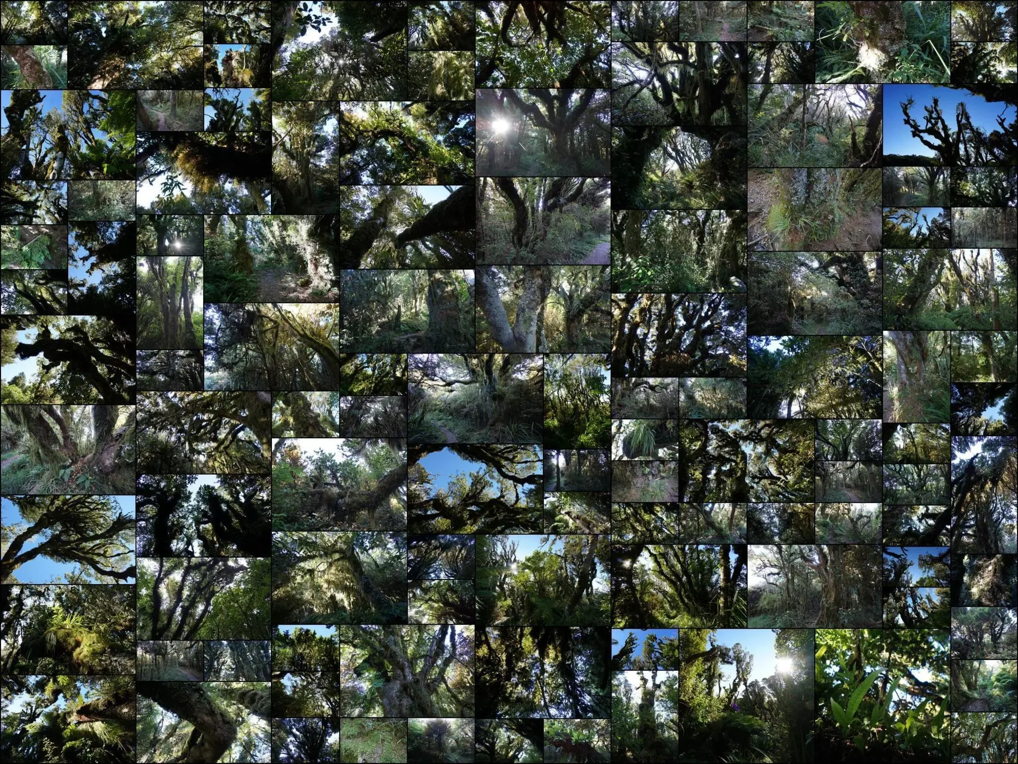 573 photos of Enchanted Forest