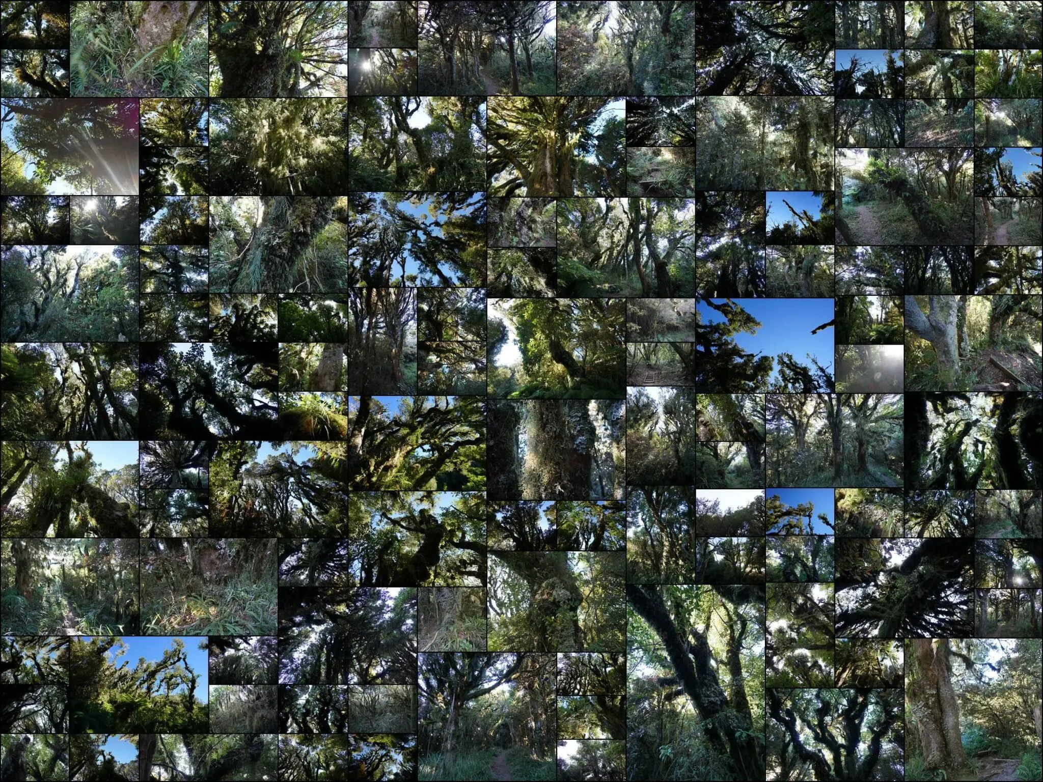 573 photos of Enchanted Forest