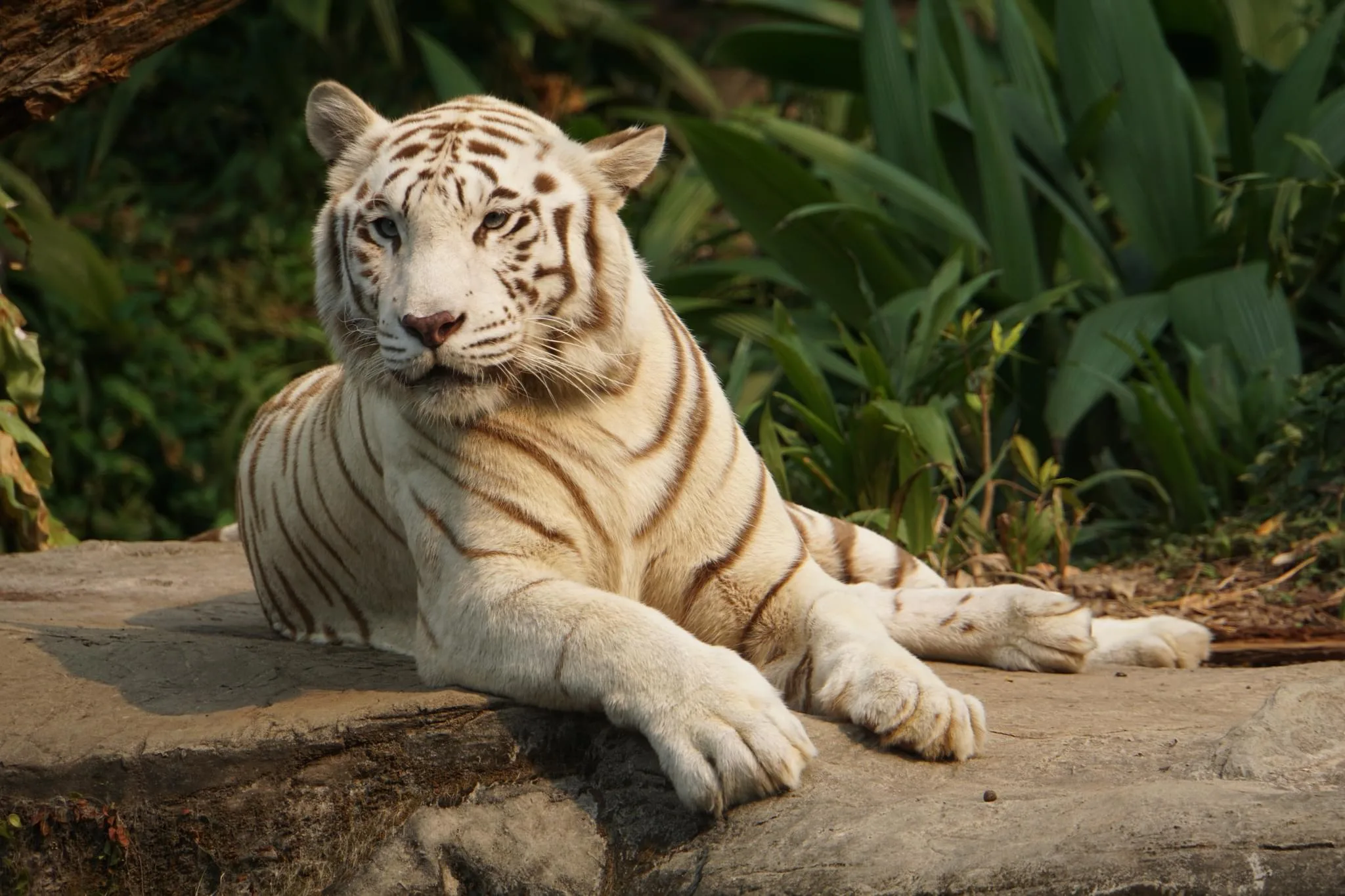 165 photos of White Tiger