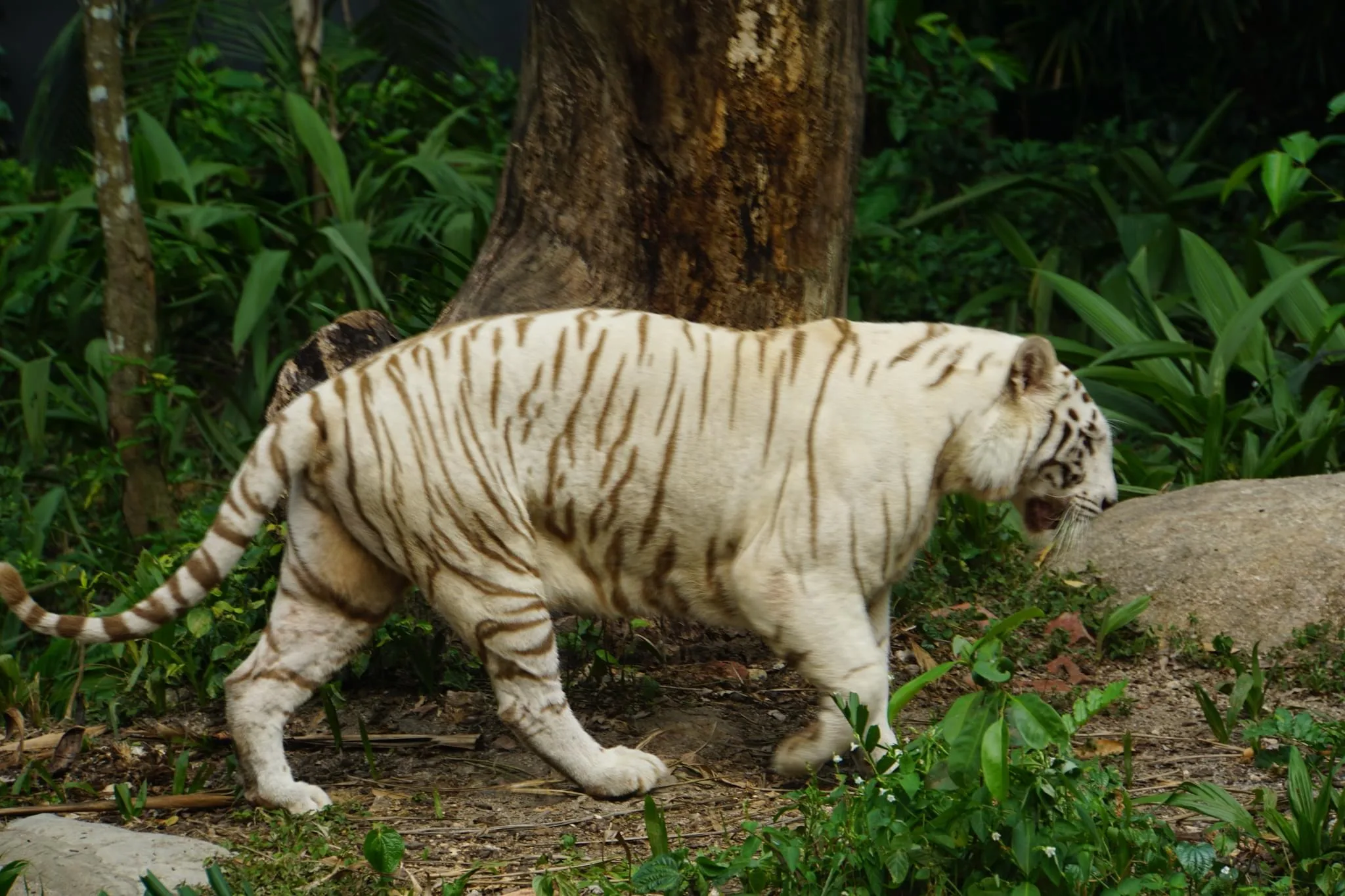 165 photos of White Tiger