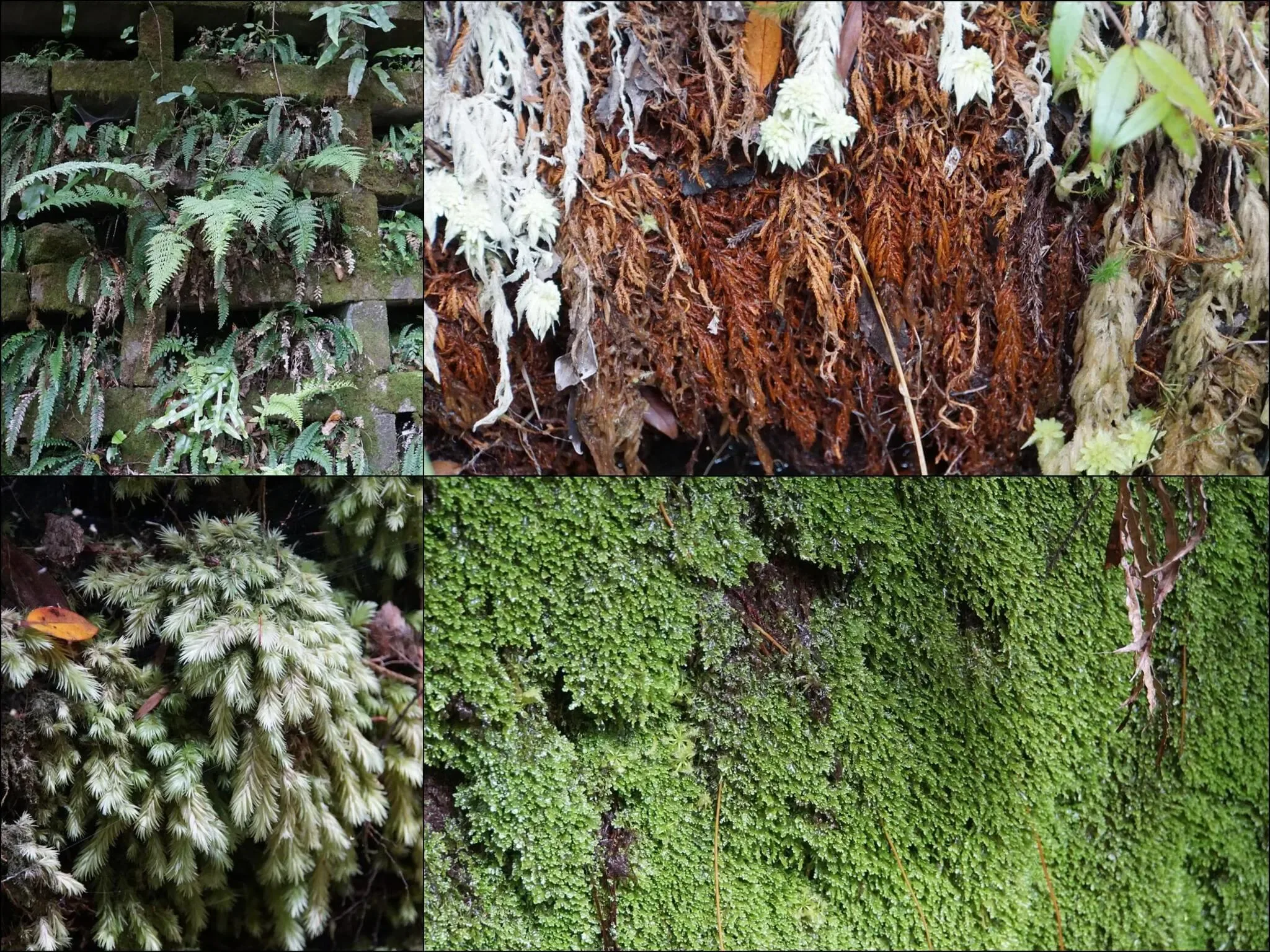 249 photos of Green and Red Mossy Walls