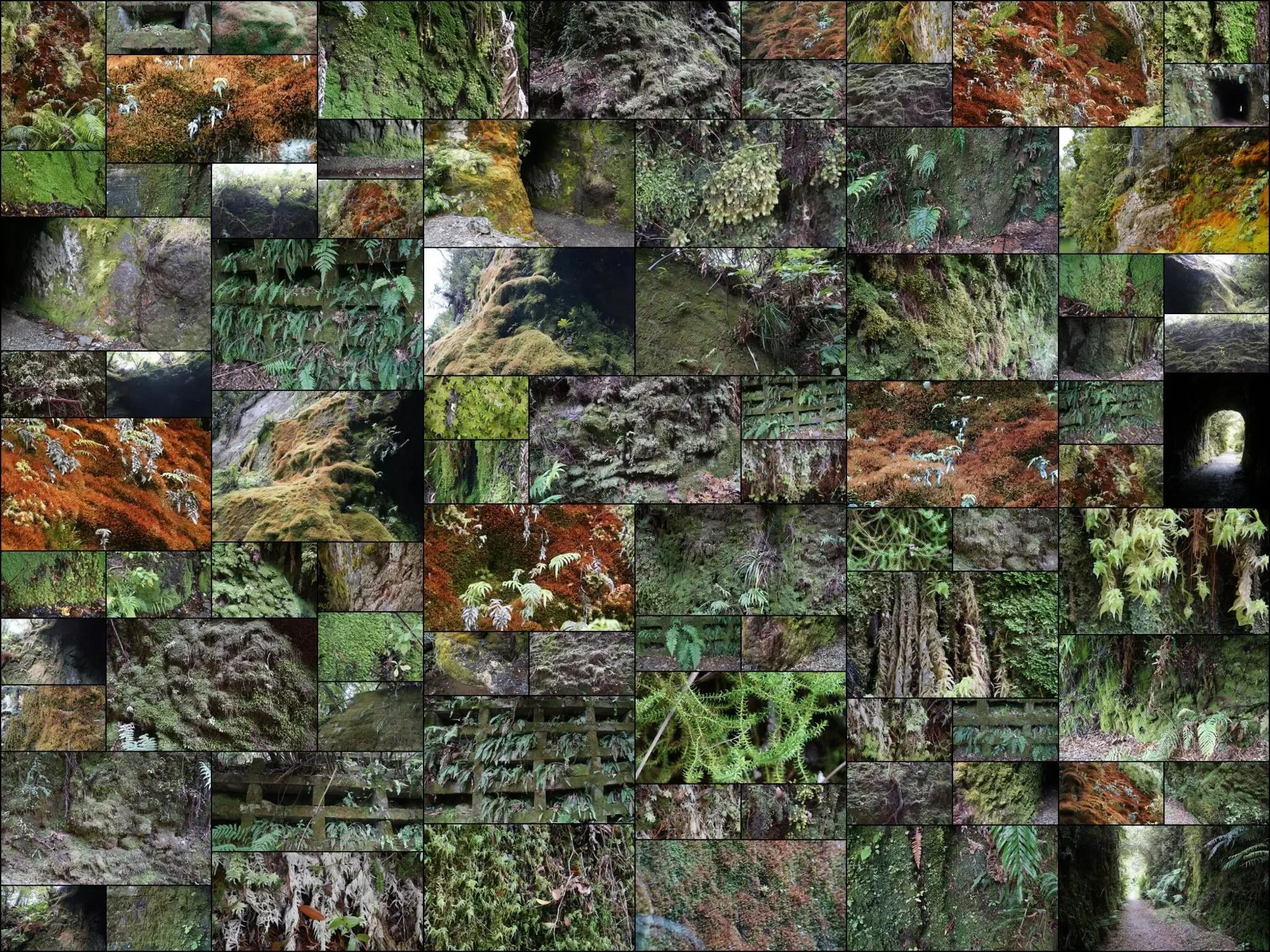 249 photos of Green and Red Mossy Walls