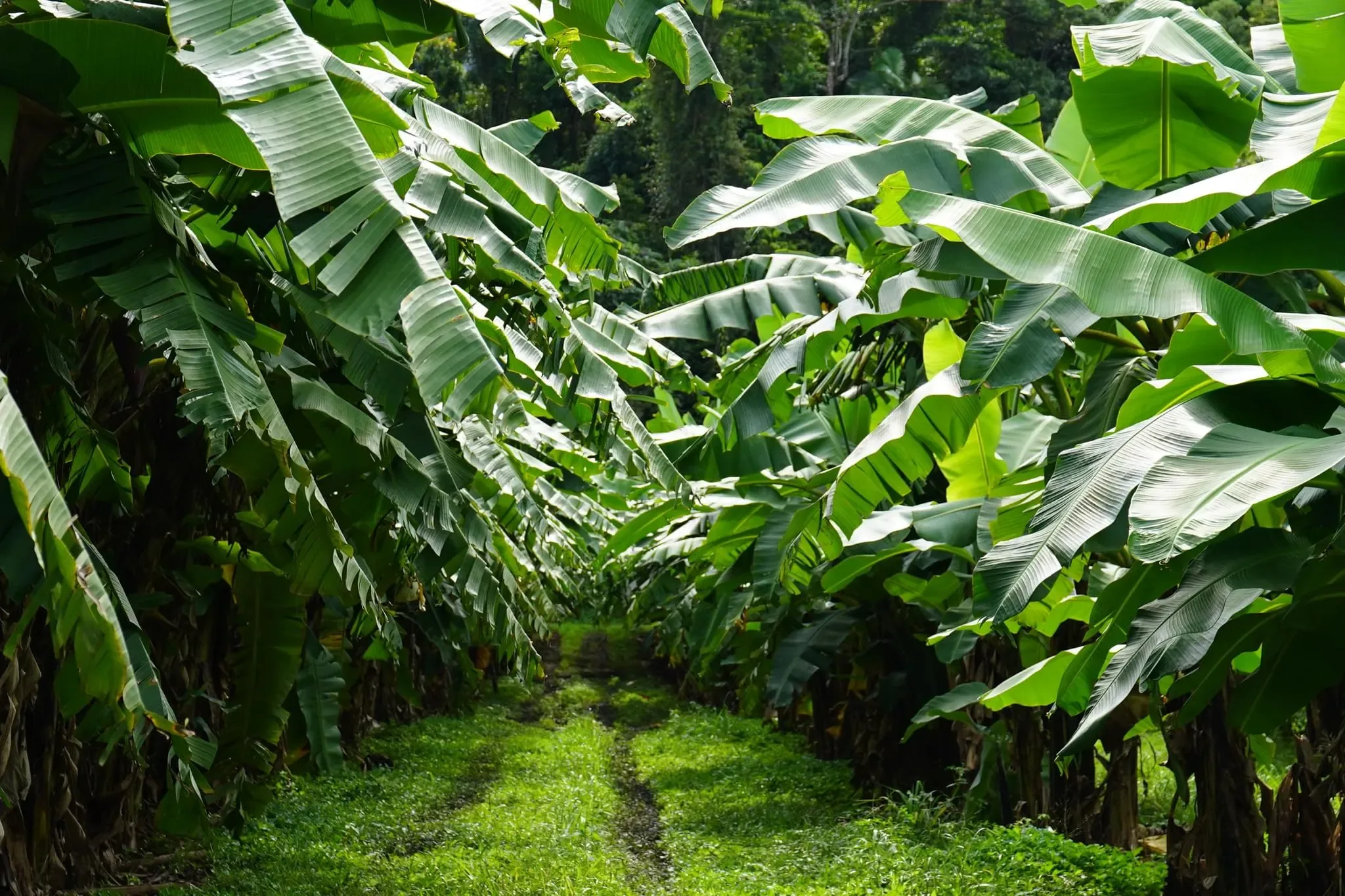 105 photos of Banana Palm Plantation