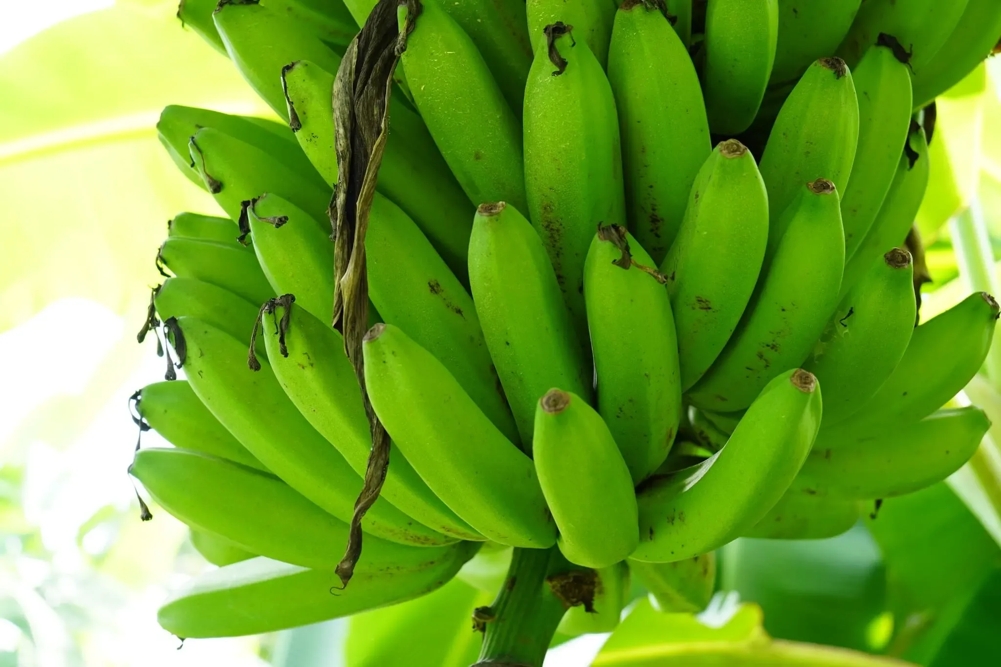 105 photos of Banana Palm Plantation