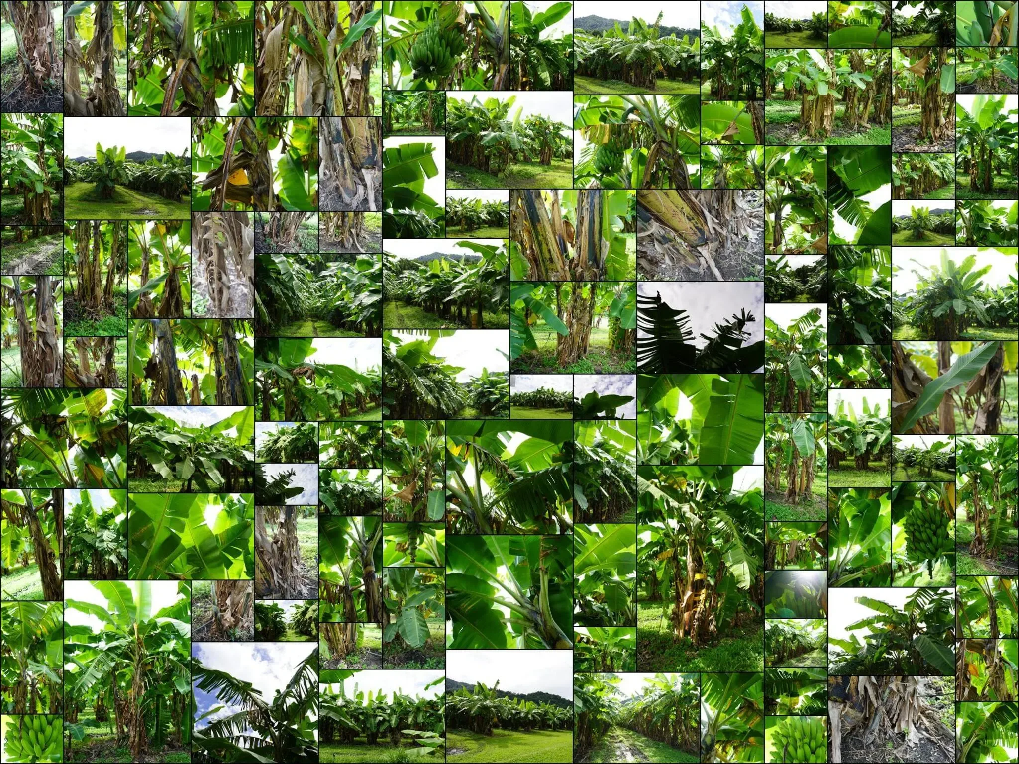 105 photos of Banana Palm Plantation