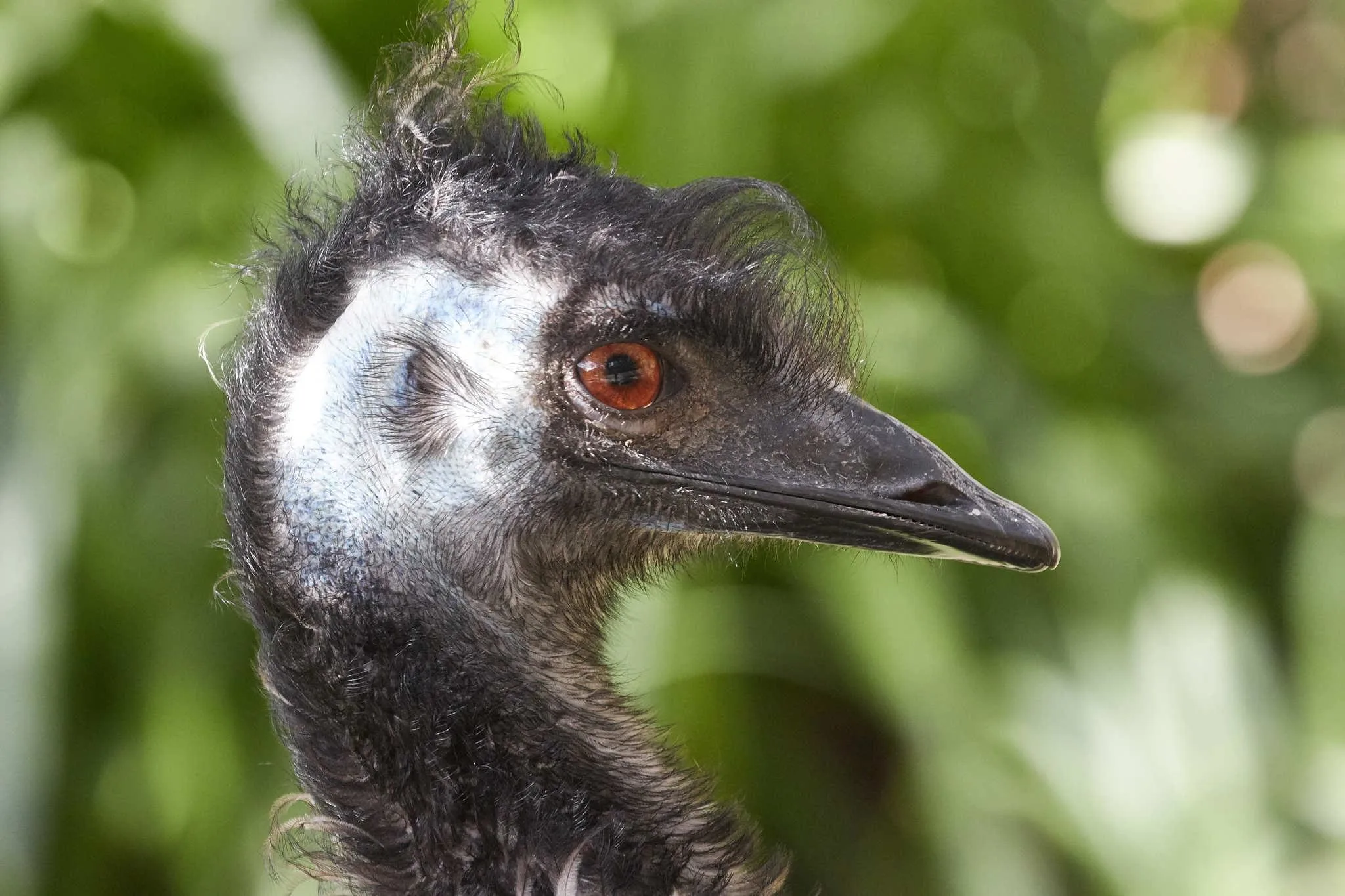 47 photos of Emu