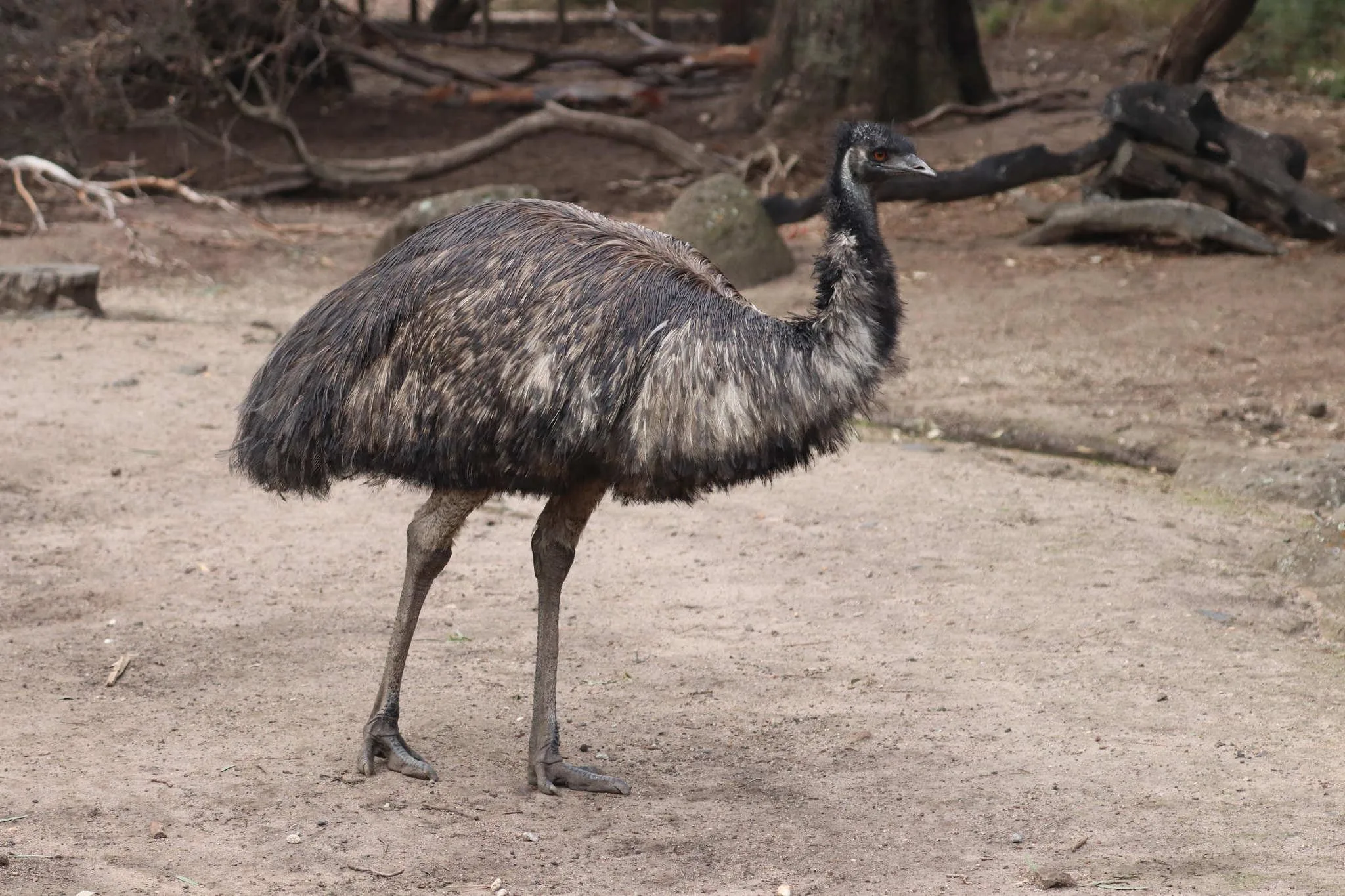 47 photos of Emu