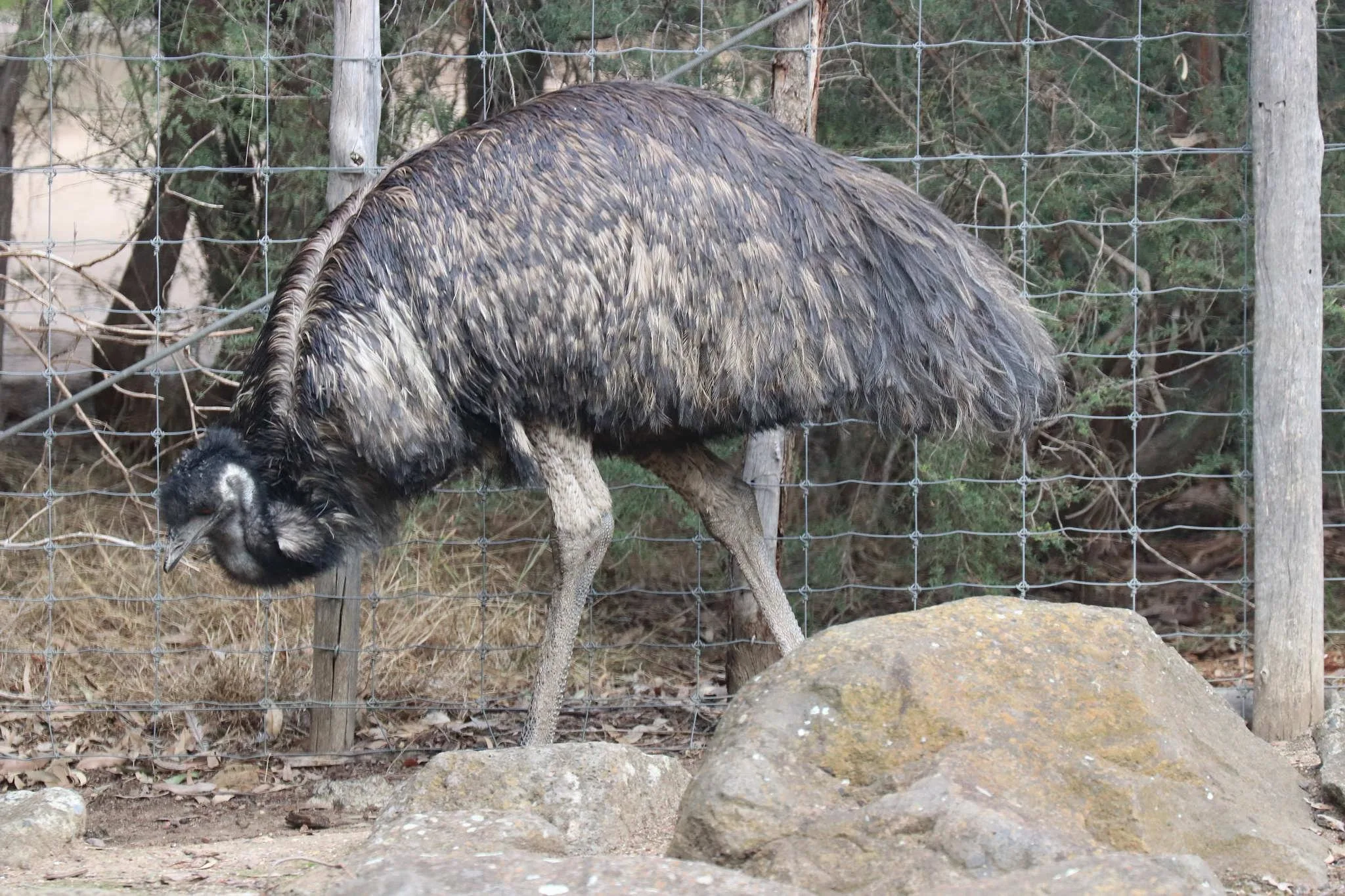 47 photos of Emu