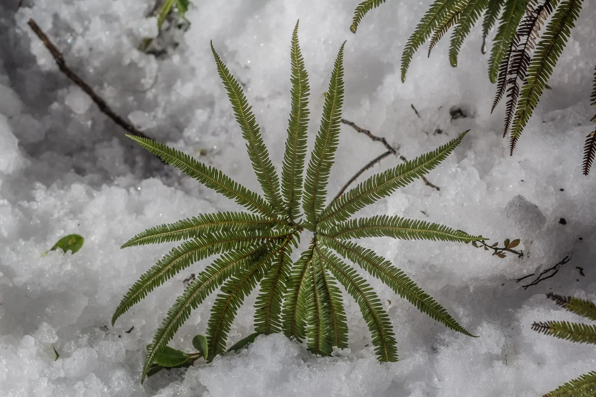 518 photos of Subtropical Rainforest in Snow