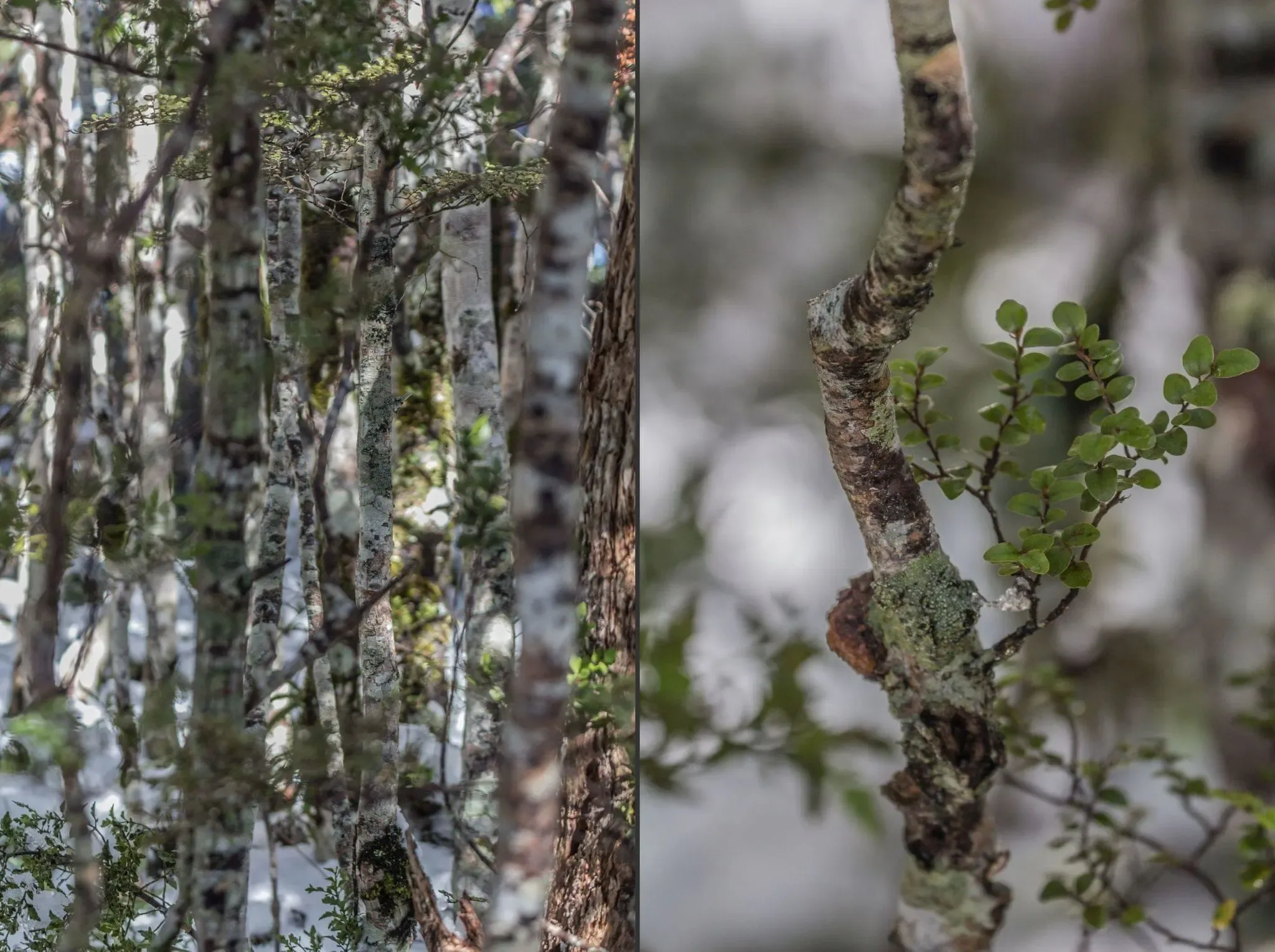 518 photos of Subtropical Rainforest in Snow