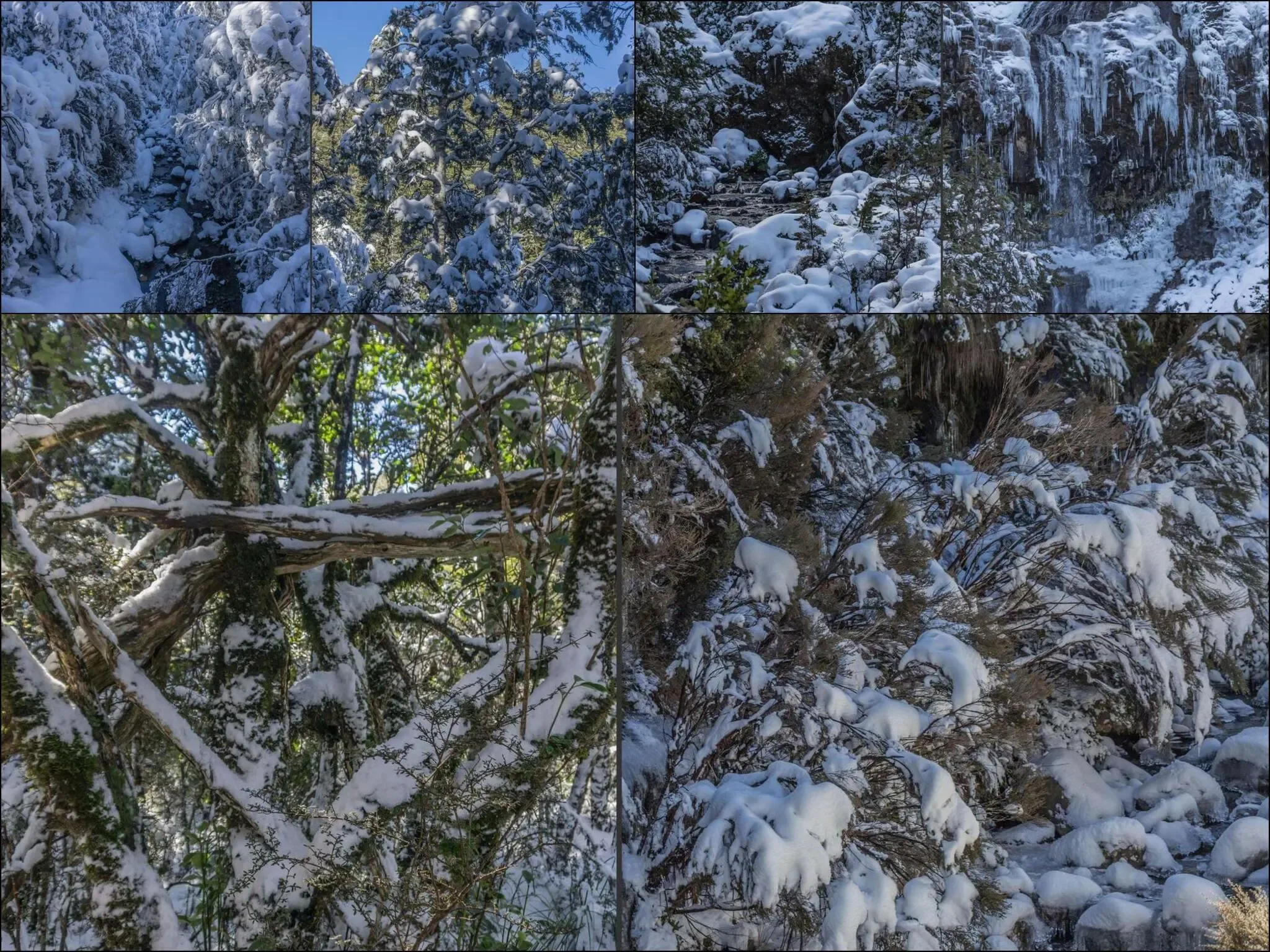 518 photos of Subtropical Rainforest in Snow