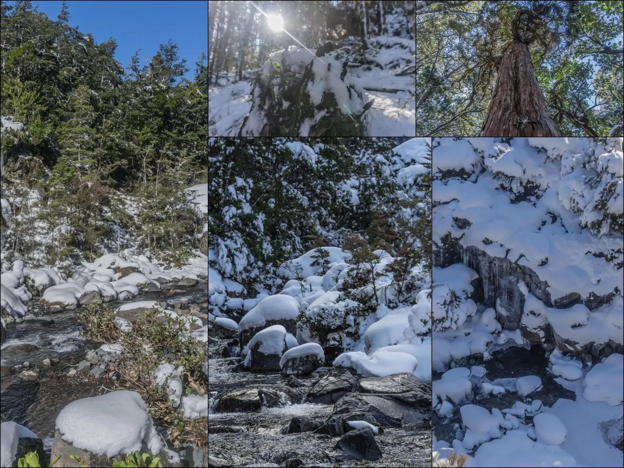 518 photos of Subtropical Rainforest in Snow