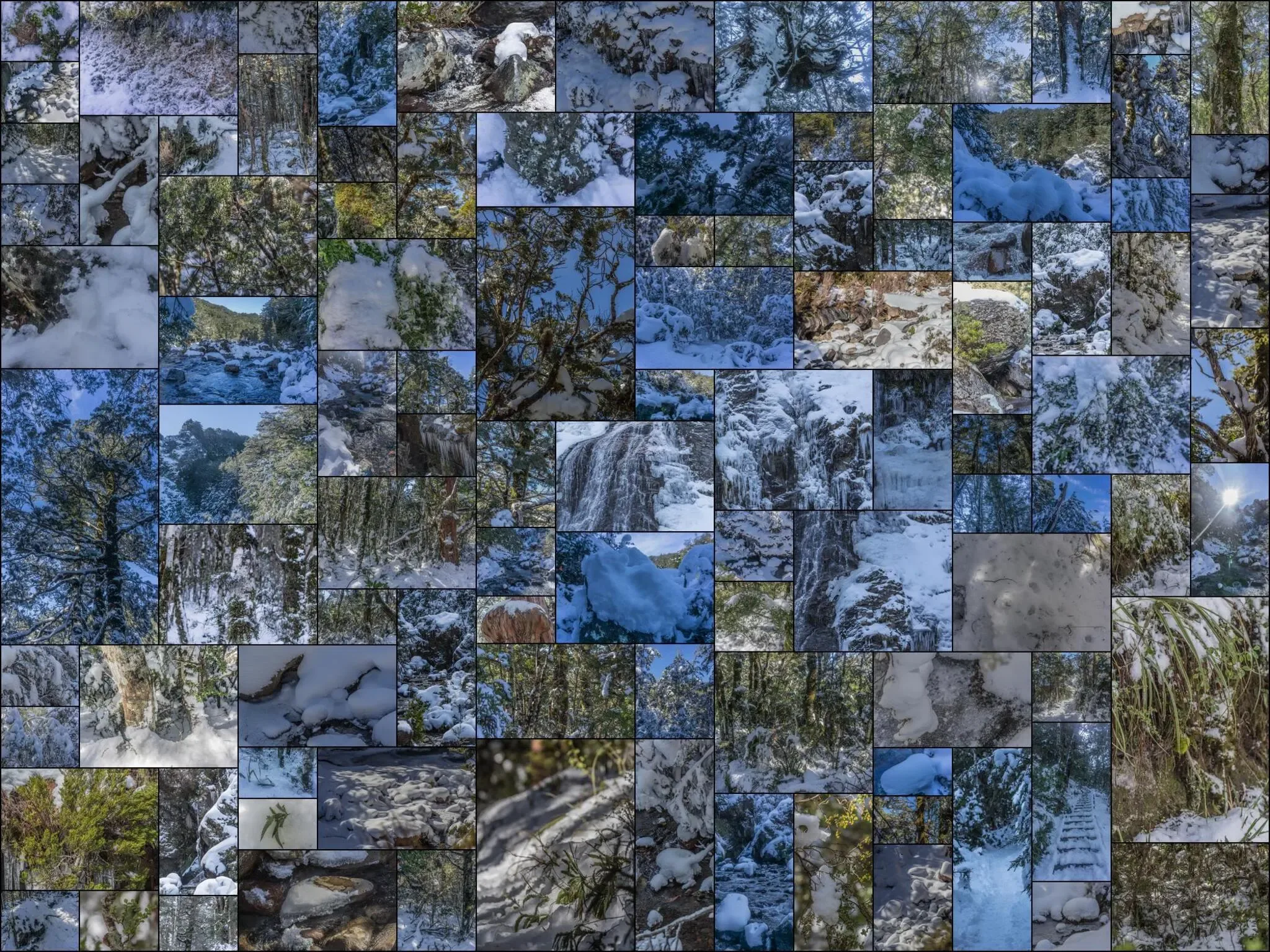 518 photos of Subtropical Rainforest in Snow