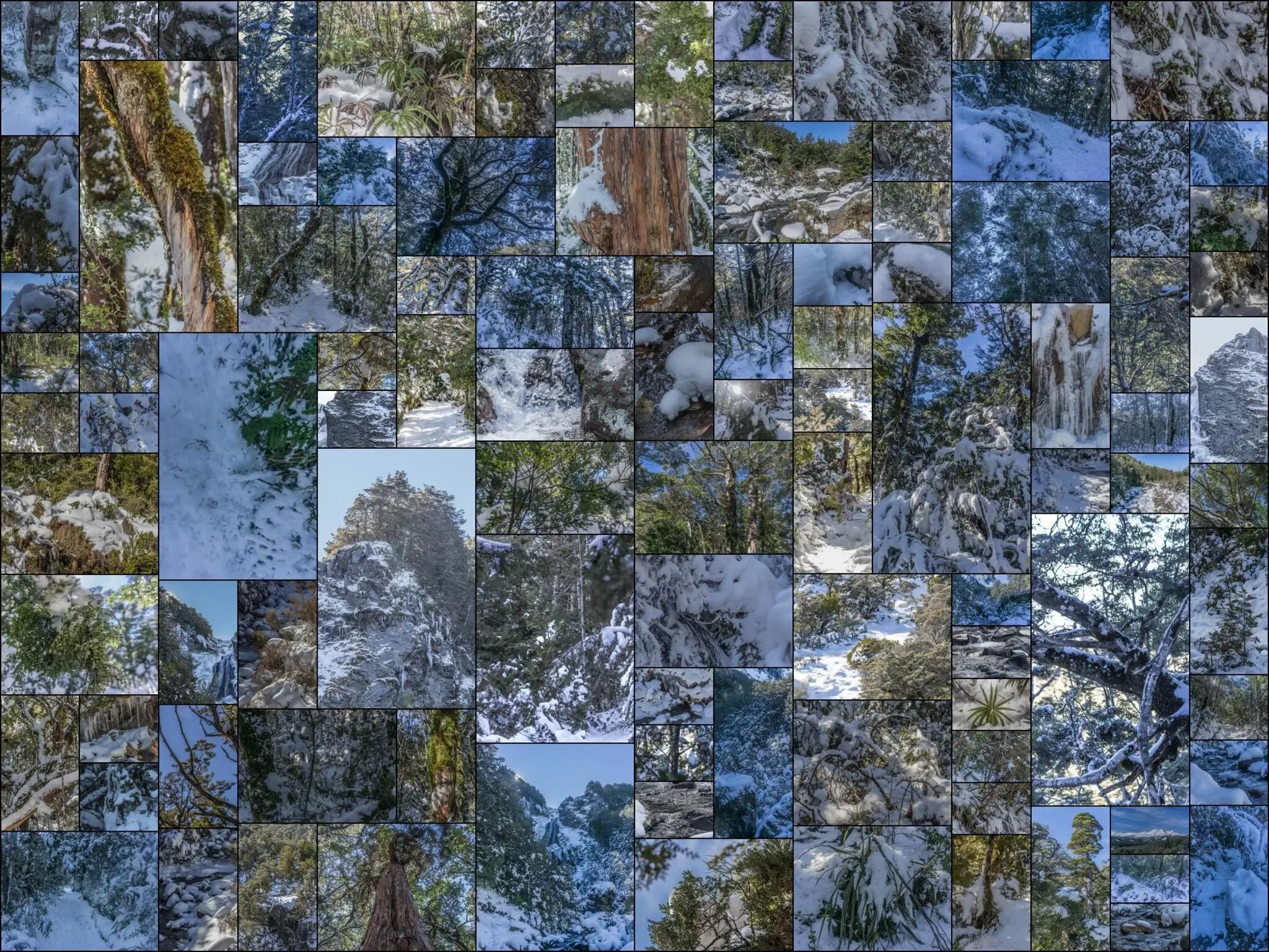 518 photos of Subtropical Rainforest in Snow