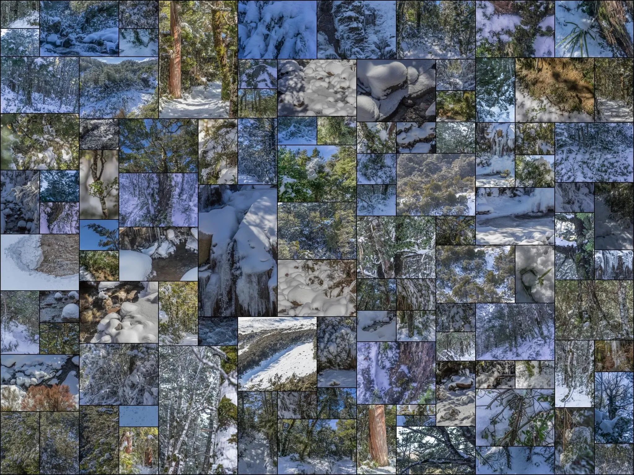 518 photos of Subtropical Rainforest in Snow