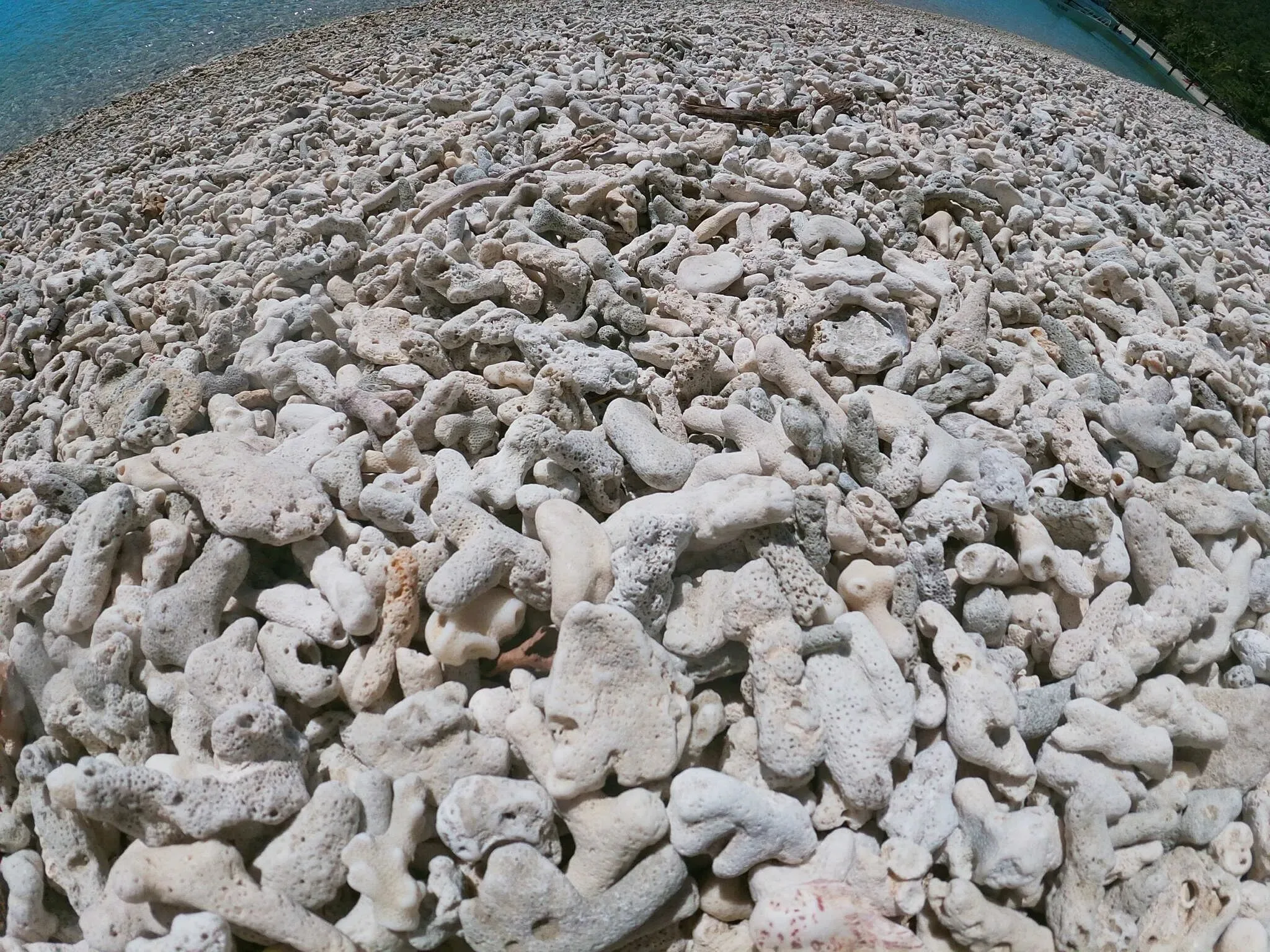 160 photos of Dead Coral Beach