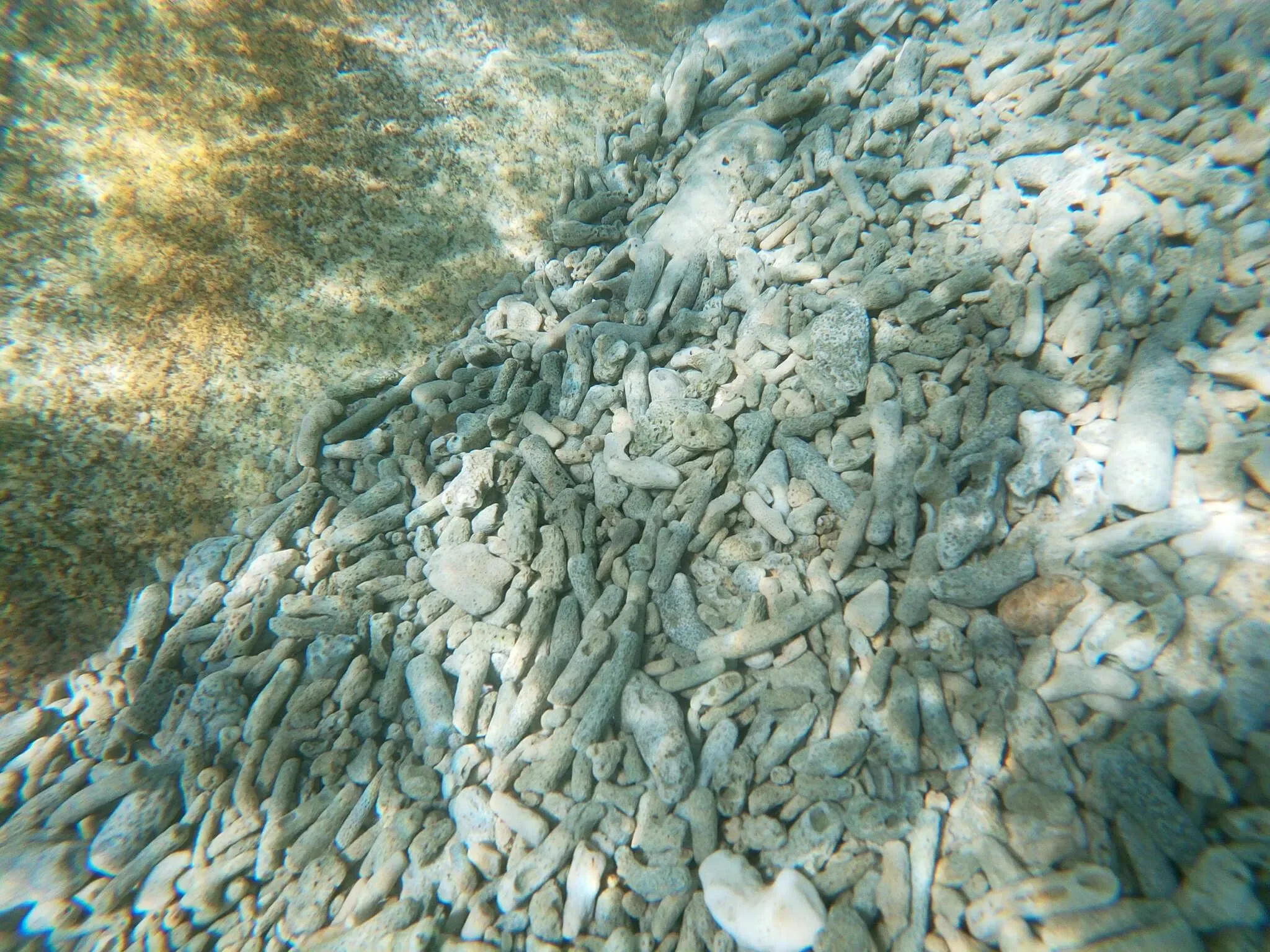 160 photos of Dead Coral Beach