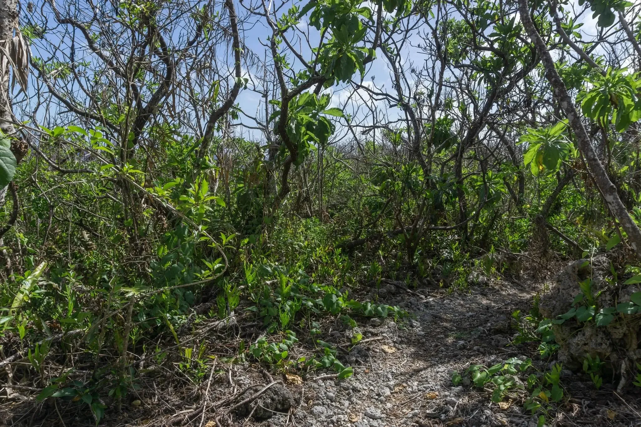 128 photos of Coral Island Tropical Forest