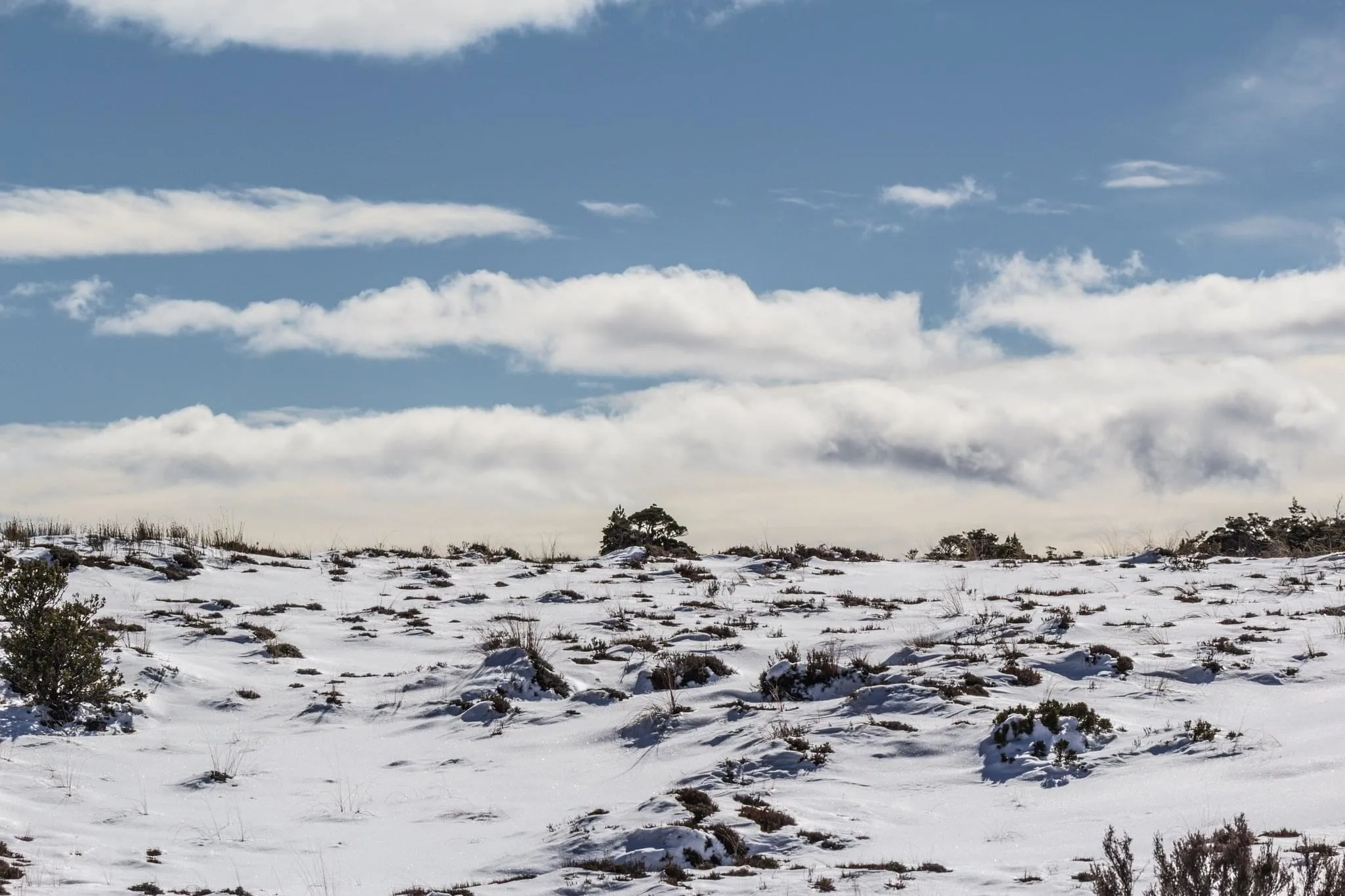 155 photos of High Altitude Tundra