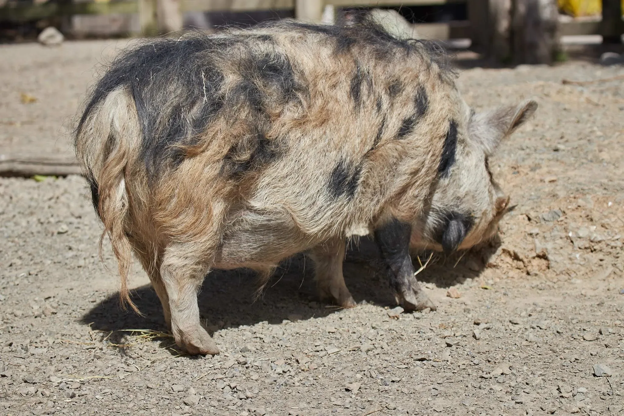 83 photos of Kunekune Pig