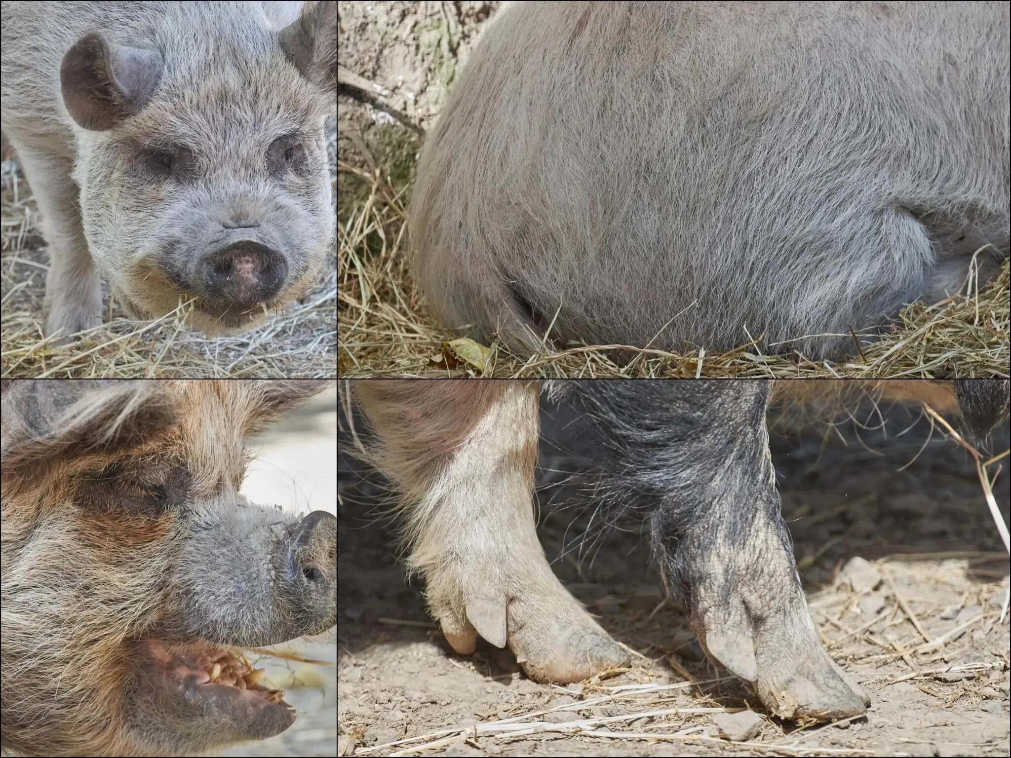 83 photos of Kunekune Pig