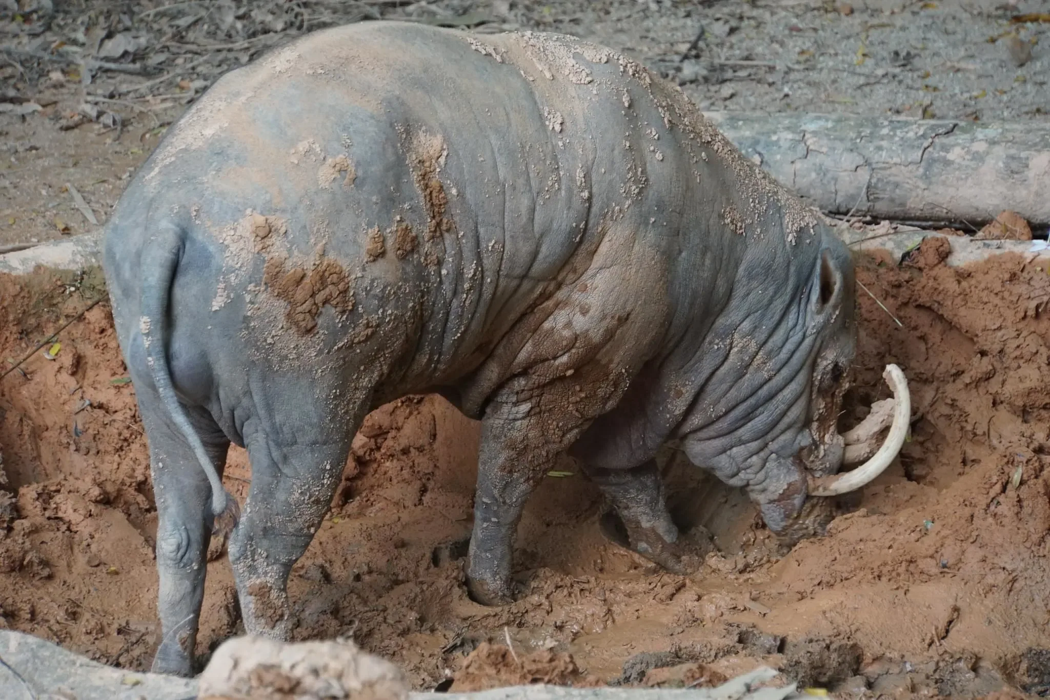 147 photos of Babirusa