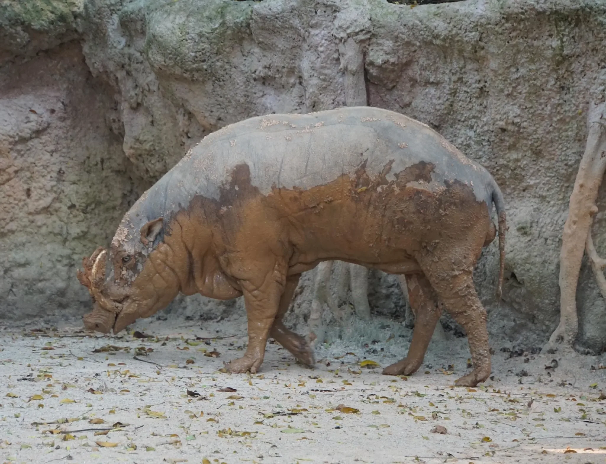 147 photos of Babirusa