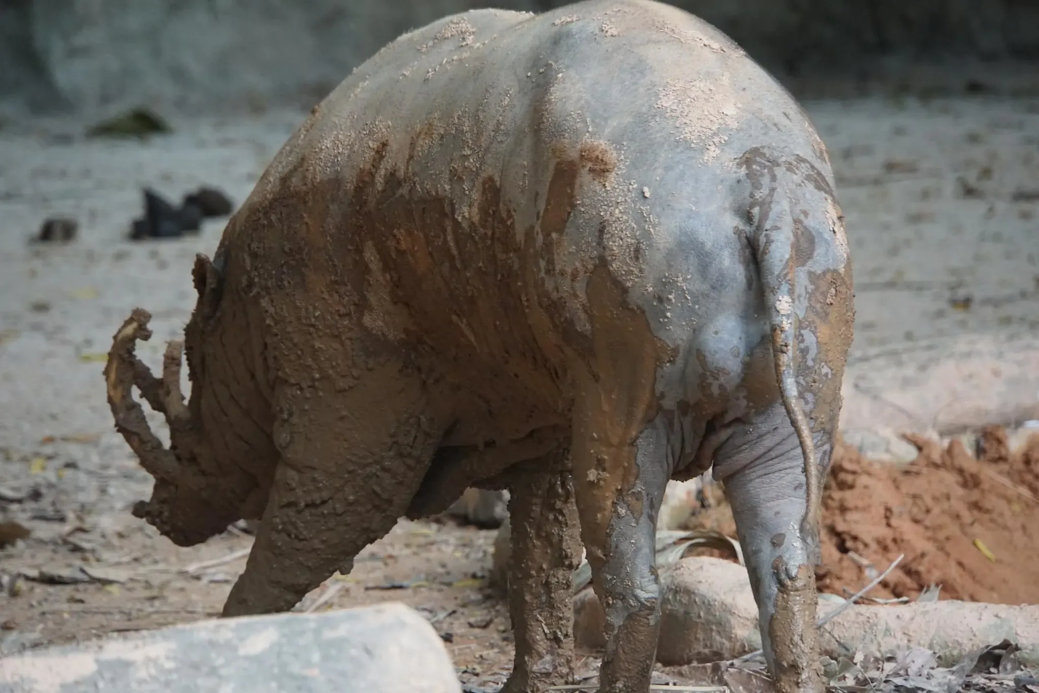 147 photos of Babirusa