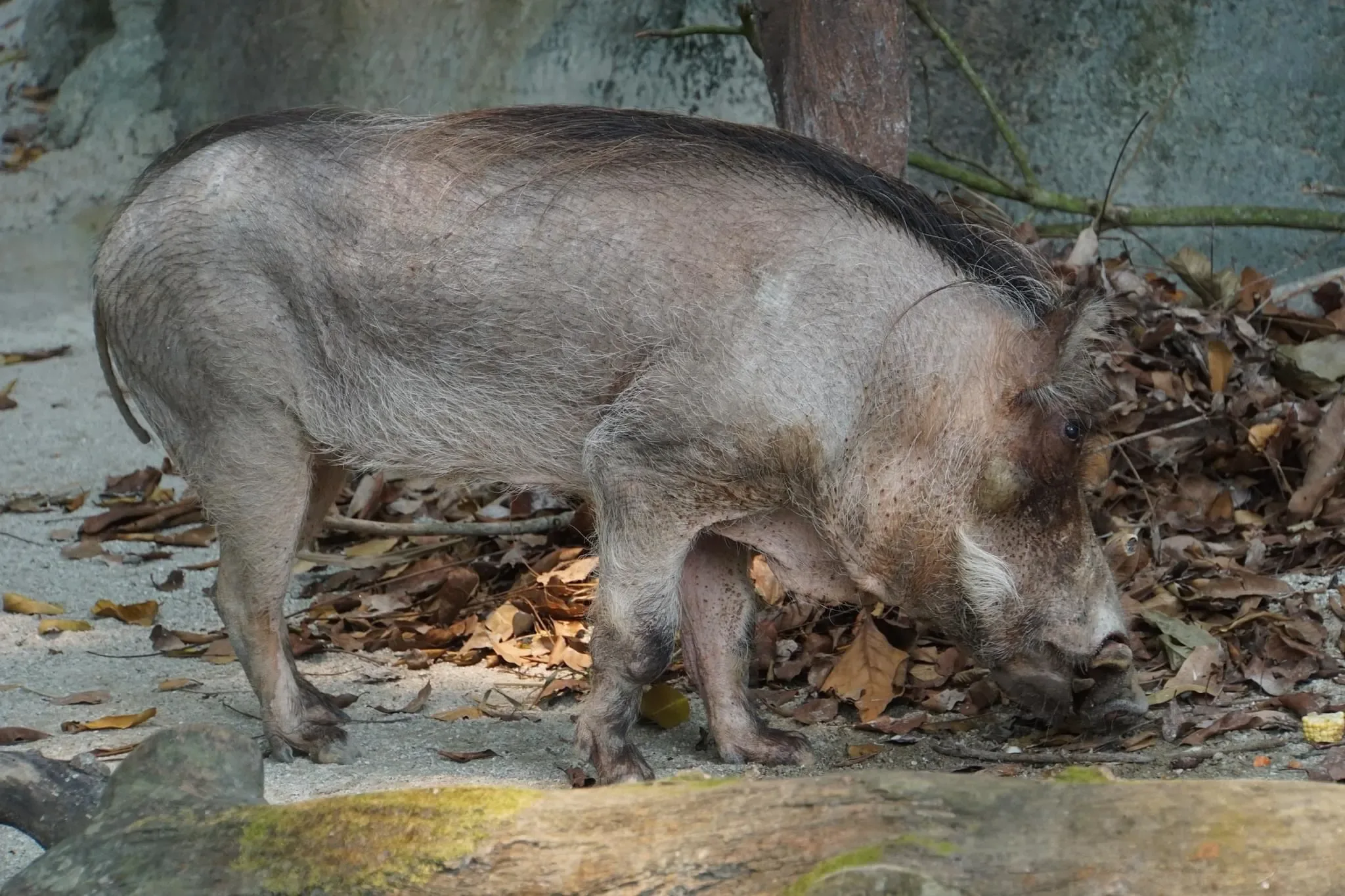 136 photos of Desert Warthog